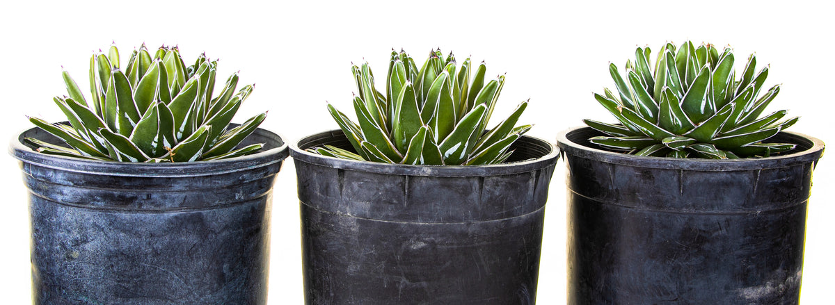 Three Variegated Queen Victoria Agave Century Plant Succulents For Sale Online in a 5gal Cactus Nursery Container