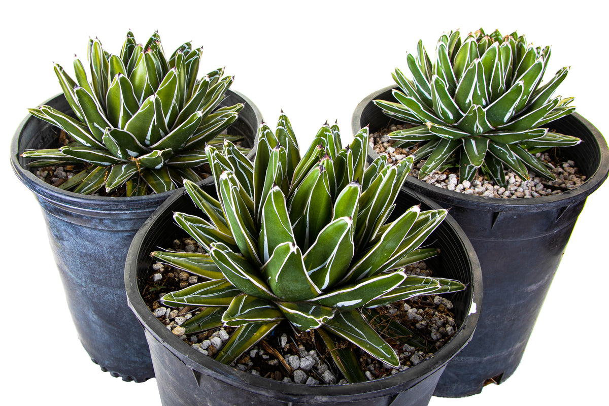 Three Variegated Queen Victoria Agave Century Plant Succulents For Sale Online in 5gal Cactus Nursery Containers