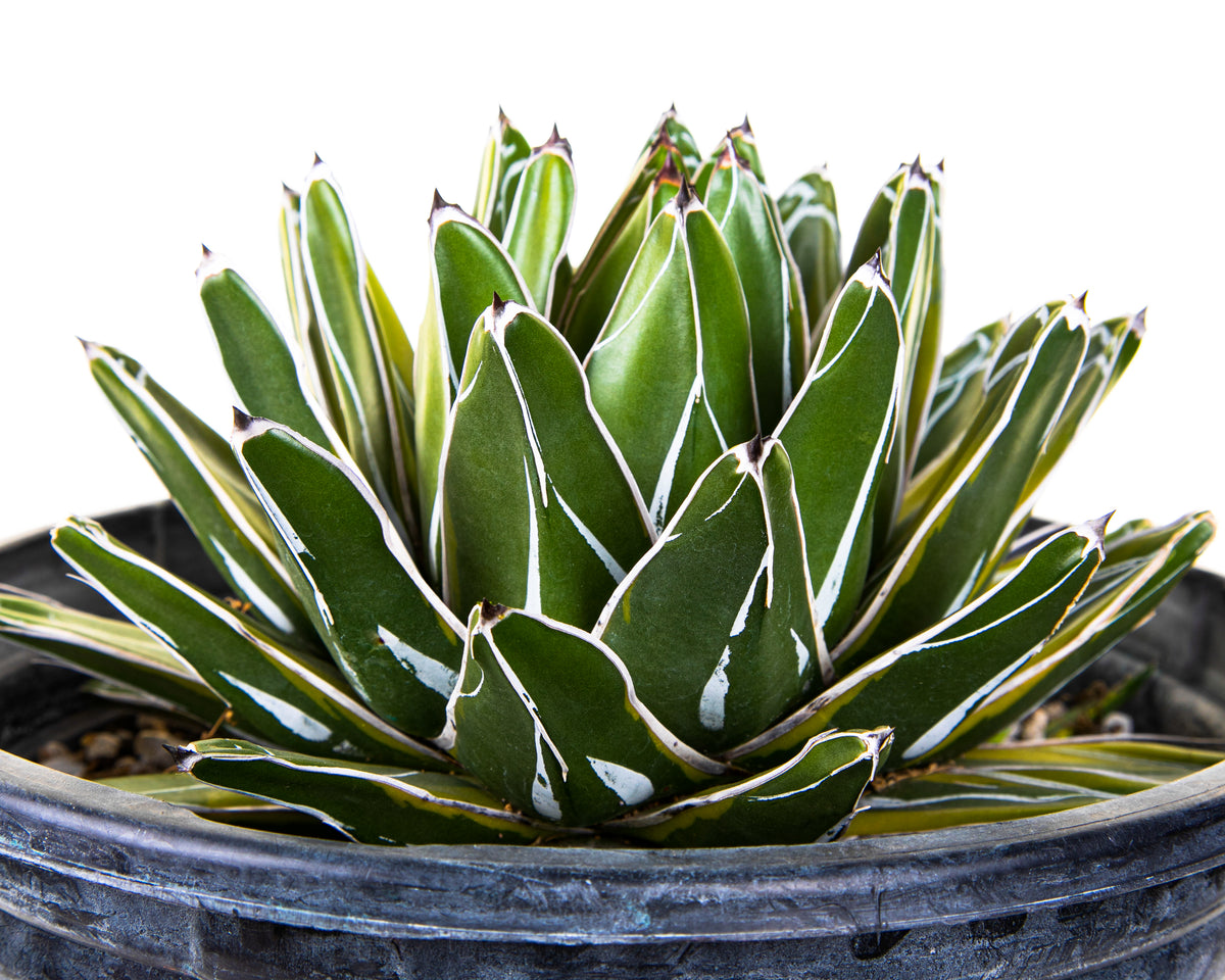 Variegated Queen Victoria Agave Century Plant For Sale Online in a 5gal Cactus Nursery Container