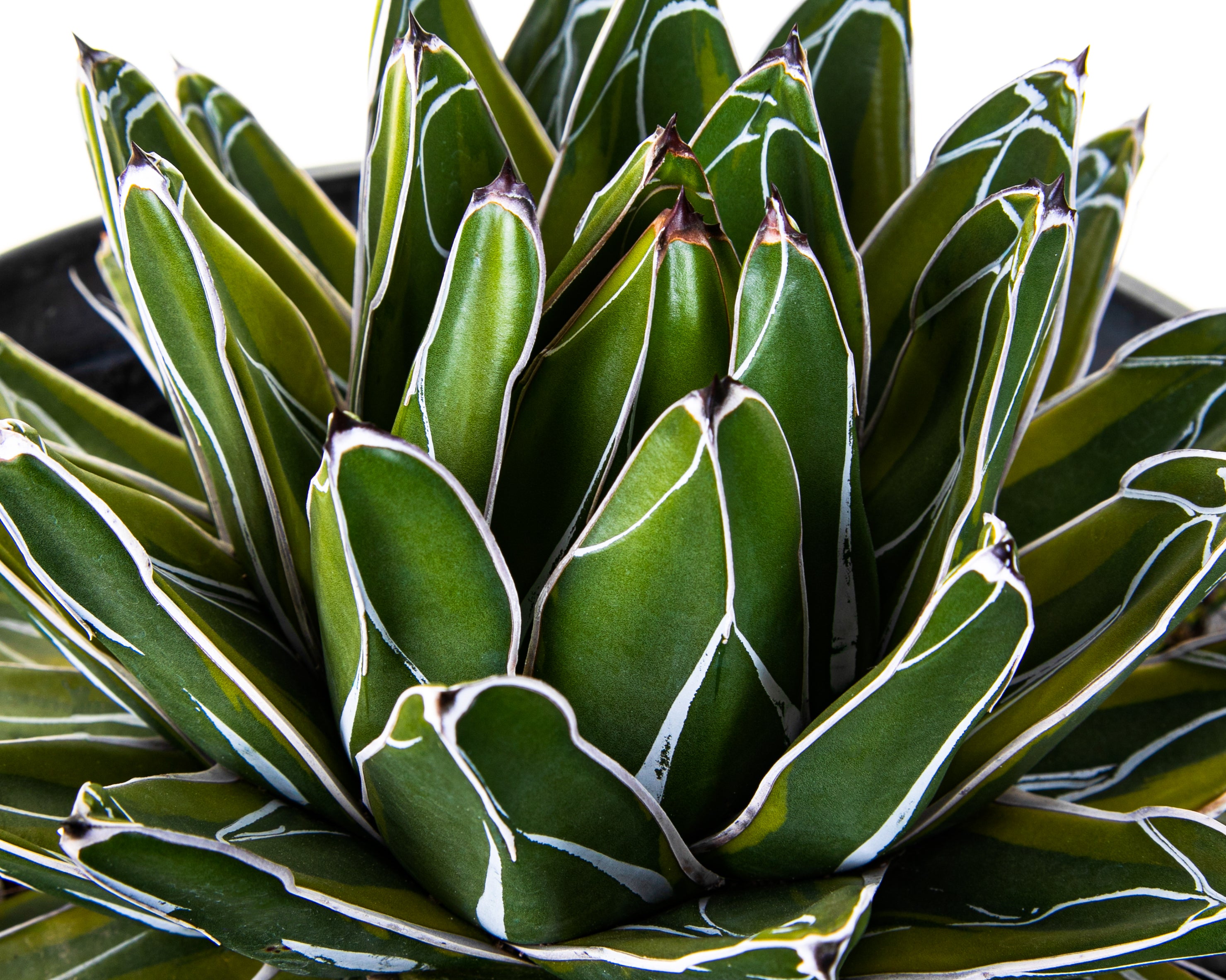 Variegated Queen Victoria Agave for Sale | Victoria Cactus - The