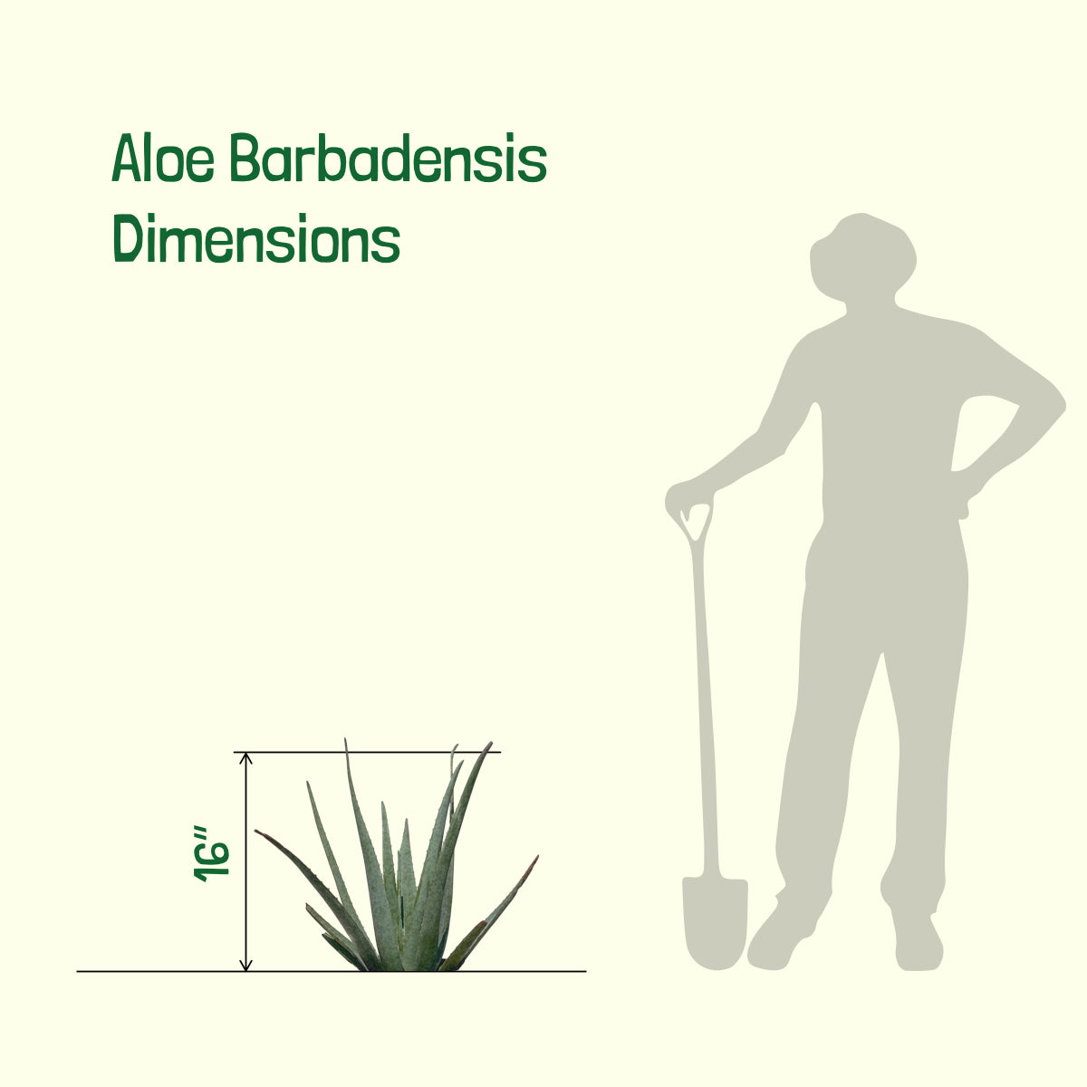 Size of our Aloe Barbadensis Aloe Vera Succulent Plant For Sale