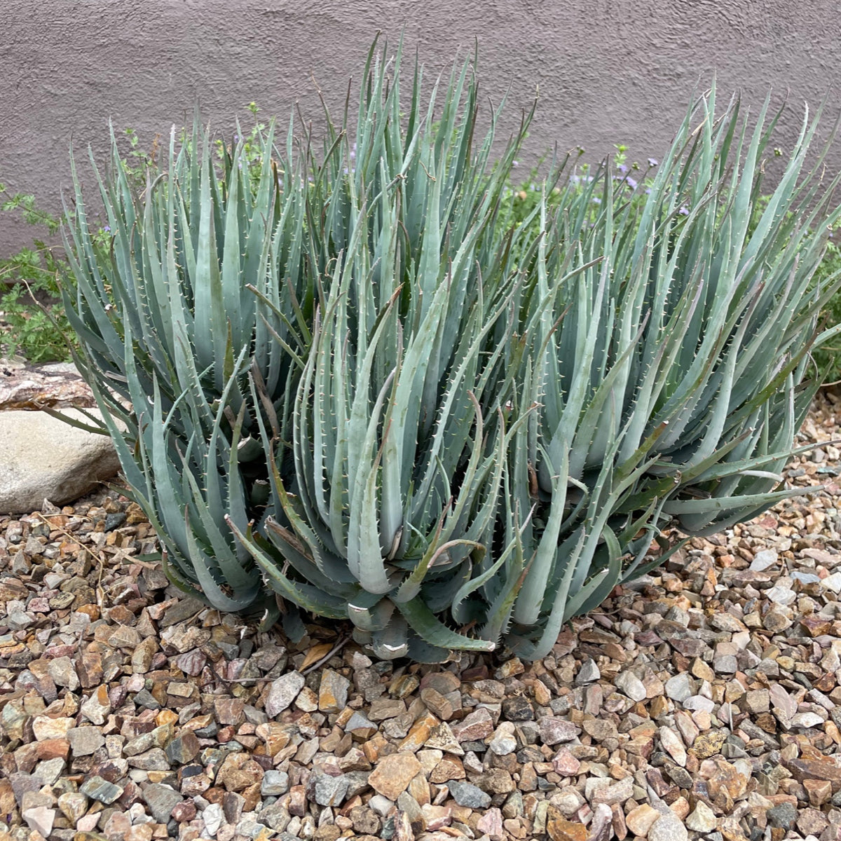 Large Live Aloe &quot;Blue Elf&quot;  Succulent Plant in a Xeriscape Landscape
