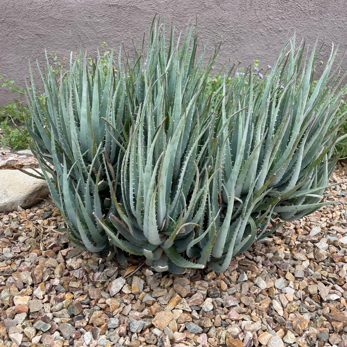 aloe blue elf succulent