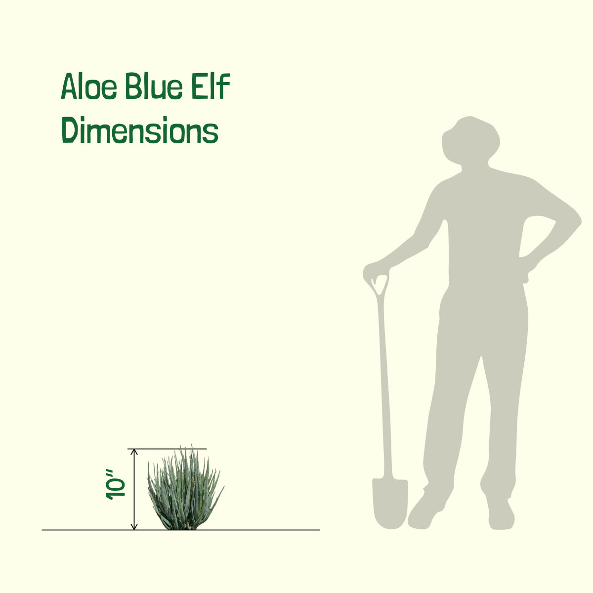 Dimensions of our Large Live Aloe &quot;Blue Elf&quot;  Succulent Plant For Sale