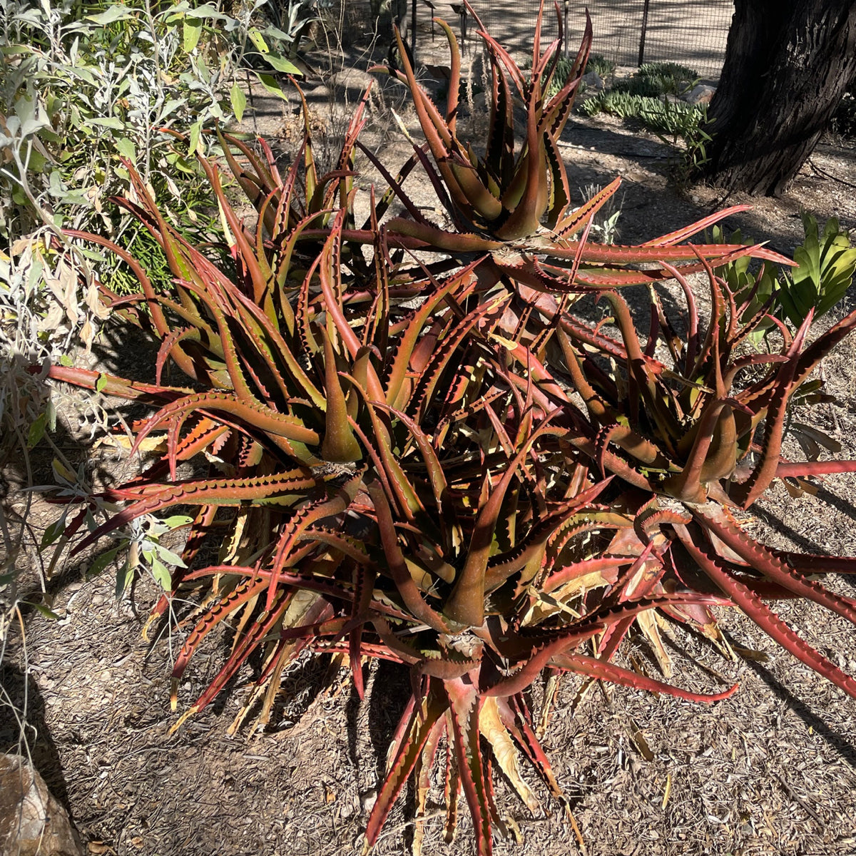 Large Live Aloe Cameronii &quot;Starfish&quot;  Succulent Plant Planted in a Cactus Garden