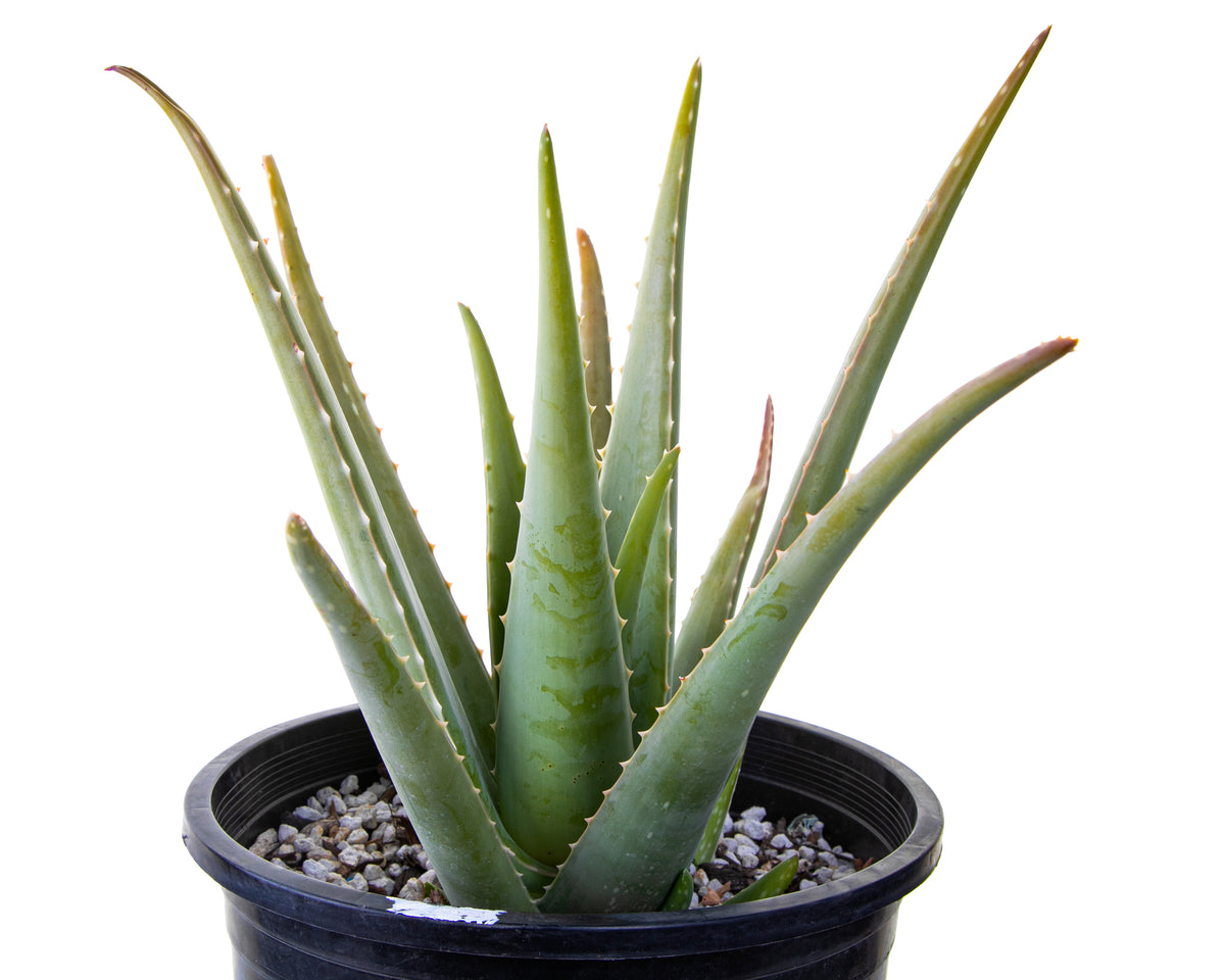 Large Live Aloe Barbadensis Aloe Vera Succulent Plant For Sale in a 5gal Cactus Nursery Pot