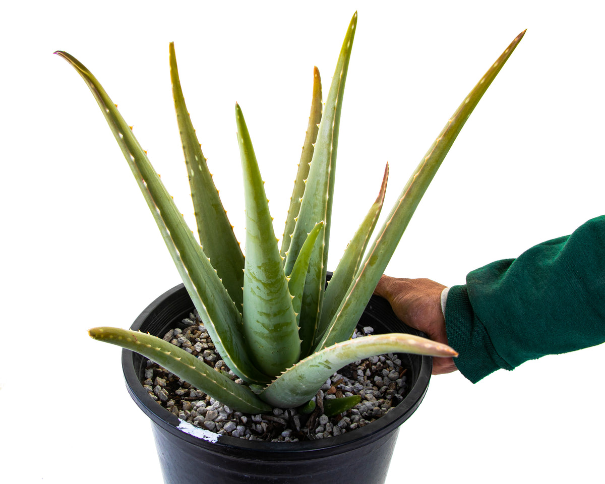 Large Live Aloe Barbadensis Aloe Vera Succulent Plant For Sale in a 5gal Cactus Nursery Pot