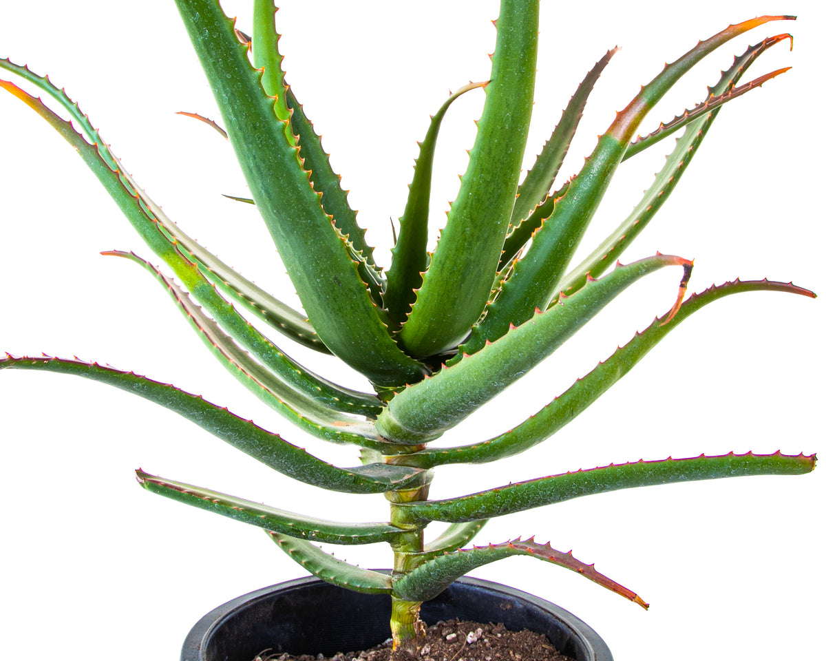 Large Live Aloe Cameronii &quot;Starfish&quot;  Succulent Plant For Sale in a 5gal Cactus Nursery Pot