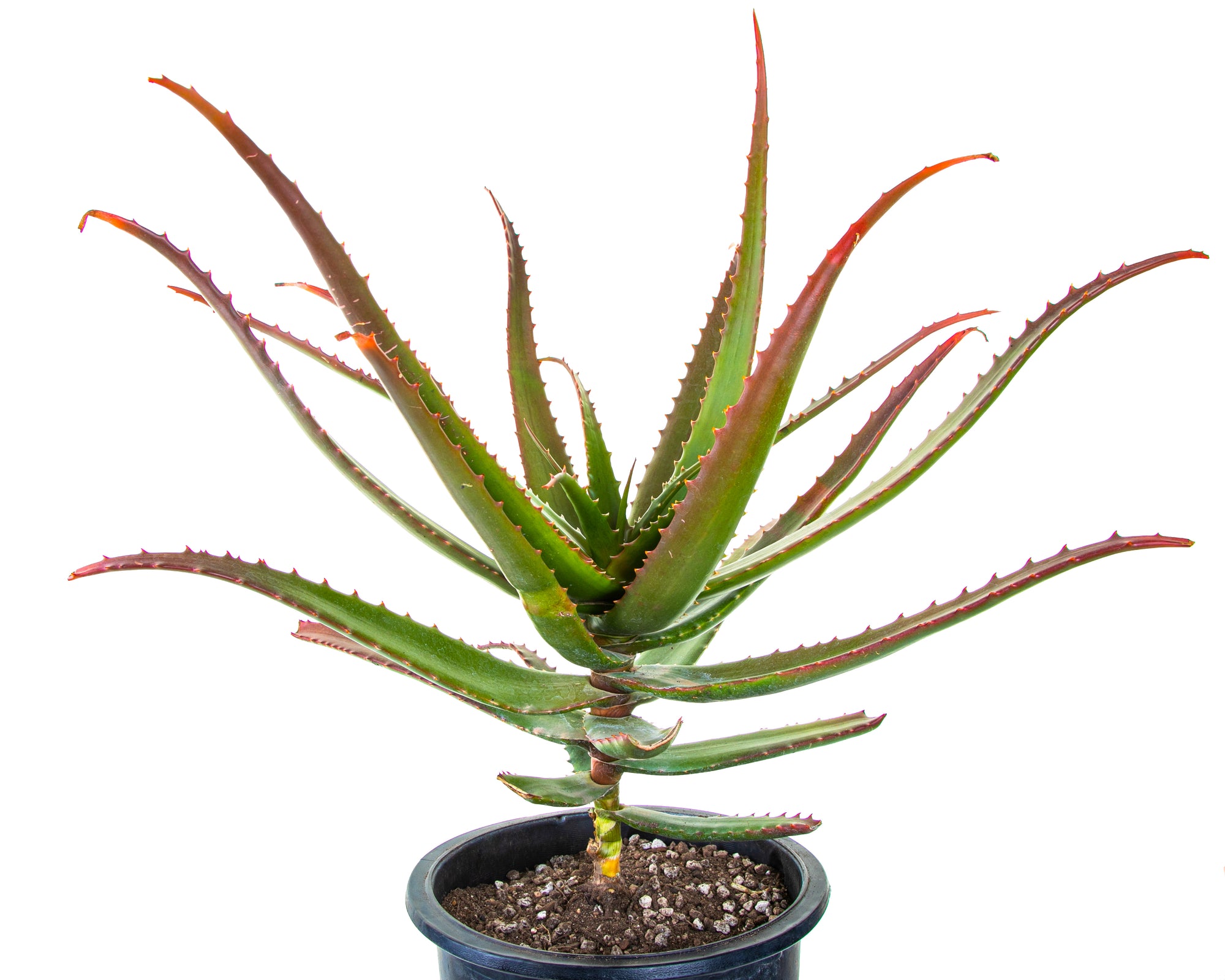 Large Live Aloe Cameronii "Starfish"  Succulent Plant For Sale in a 5gal Cactus Nursery Pot
