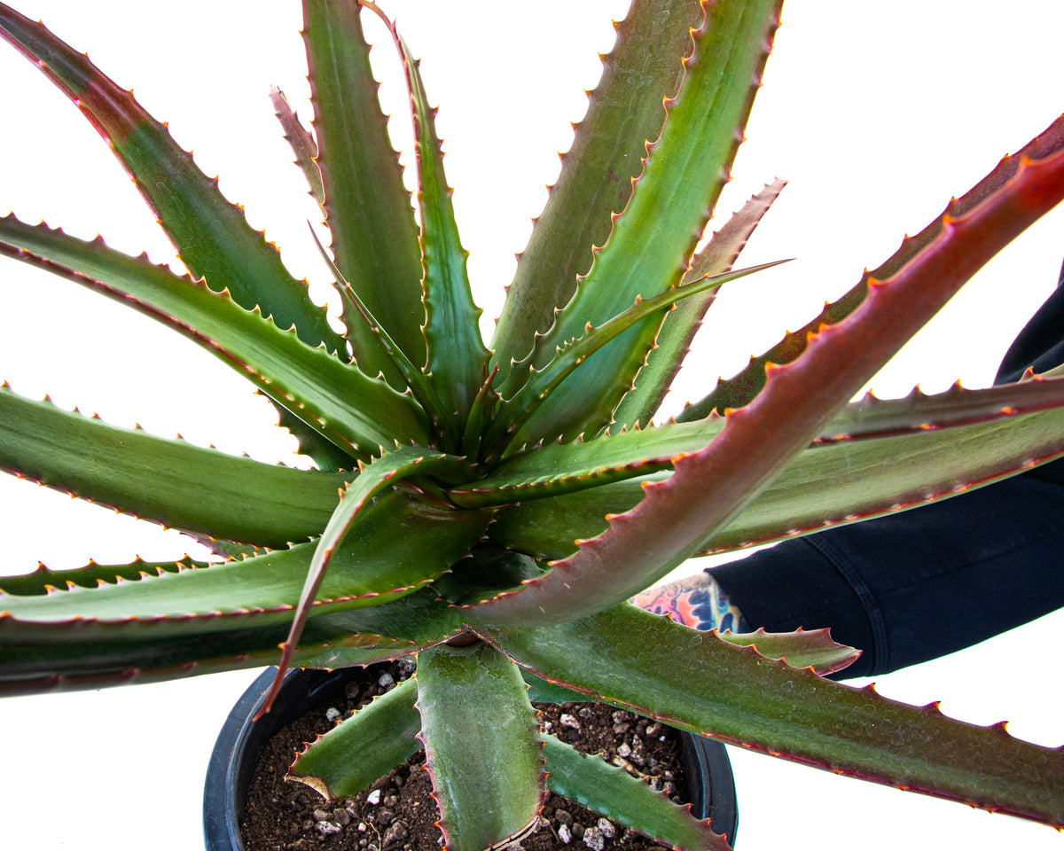 Large Live Aloe Cameronii &quot;Starfish&quot;  Succulent Plant For Sale in a 5gal Cactus Nursery Pot