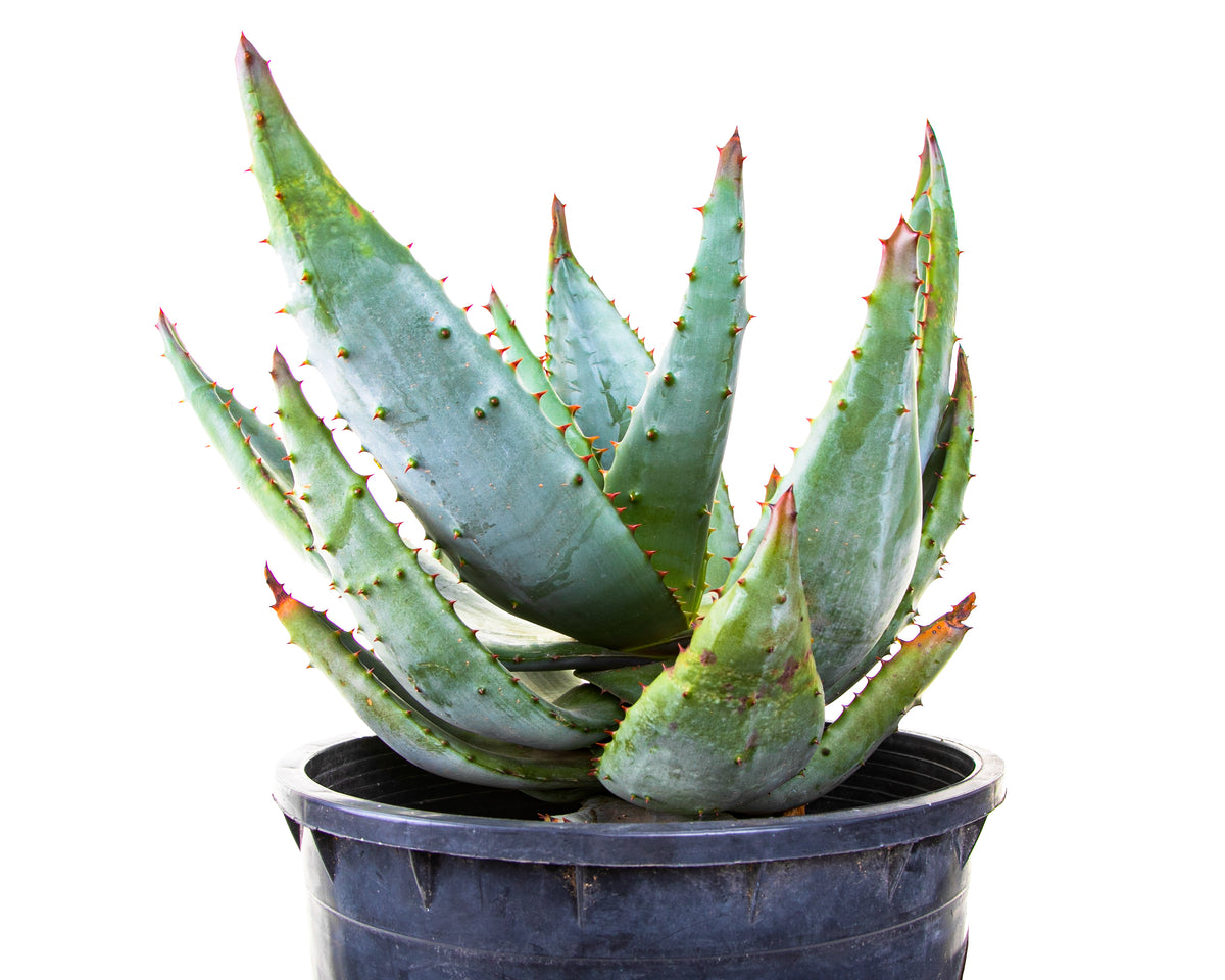 Large Live Aloe Ferox &quot;Cape Aloe&quot;  Succulent Plant For Sale in a 5gal Cactus Nursery Pot