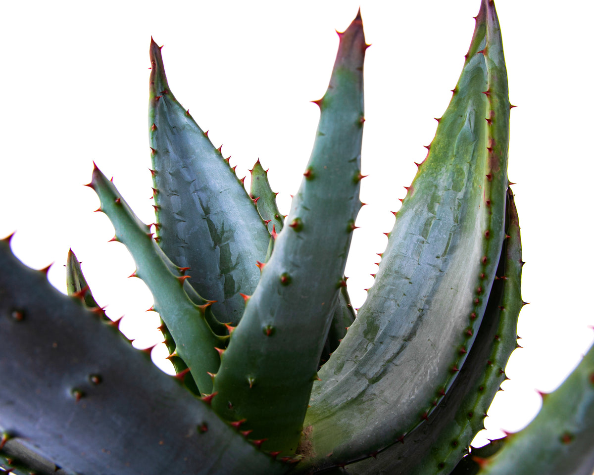 Large Live Aloe Ferox &quot;Cape Aloe&quot;  Succulent Plant For Sale in a 5gal Cactus Nursery Pot