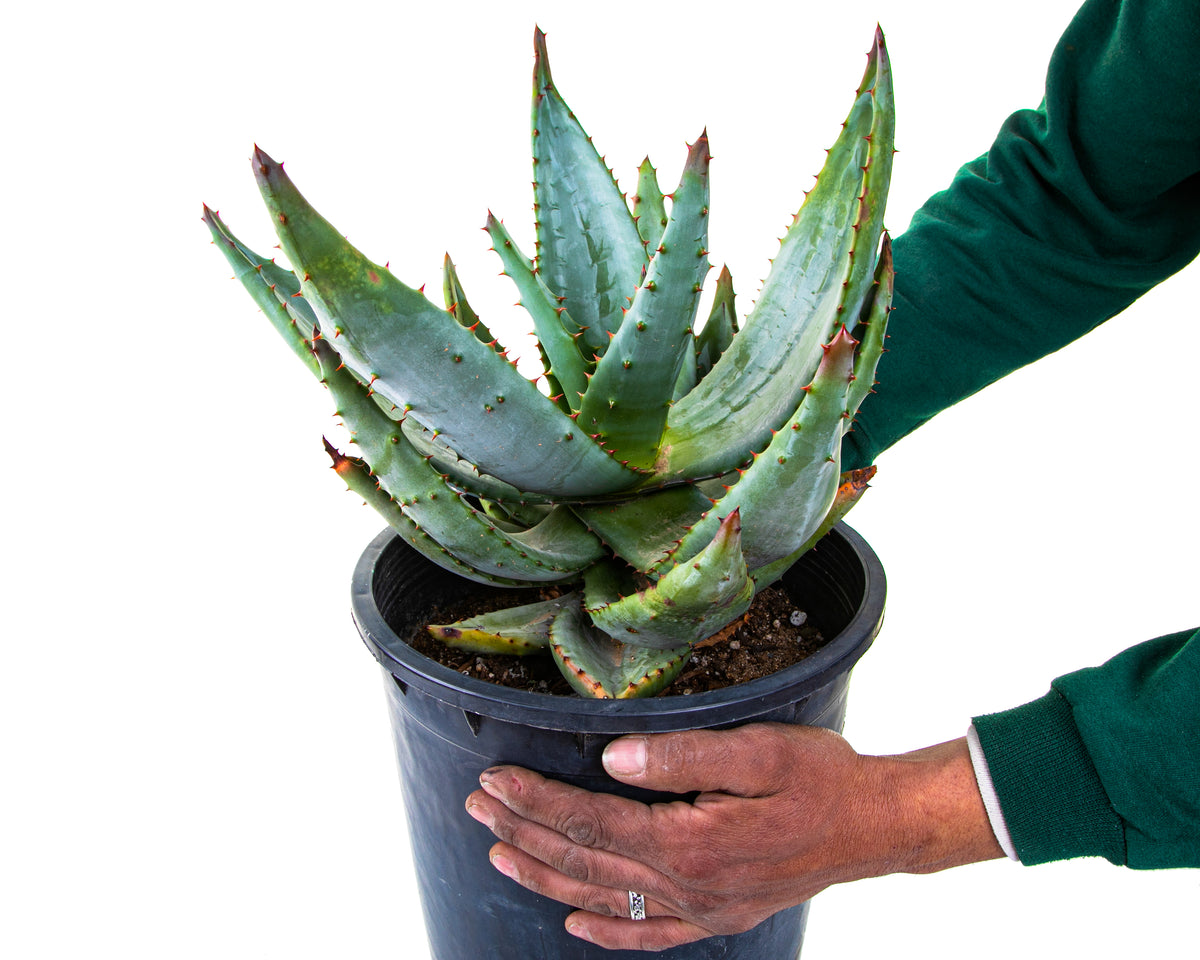 Large Live Aloe Ferox &quot;Cape Aloe&quot;  Succulent Plant For Sale in a 5gal Cactus Nursery Pot