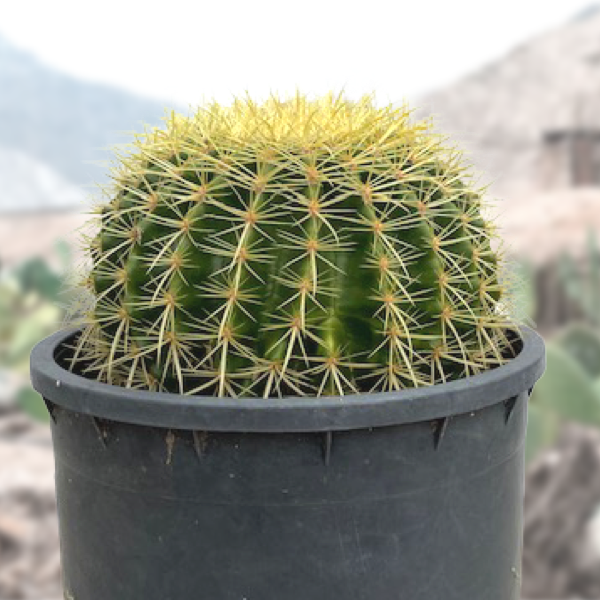 Golden barrel cactus