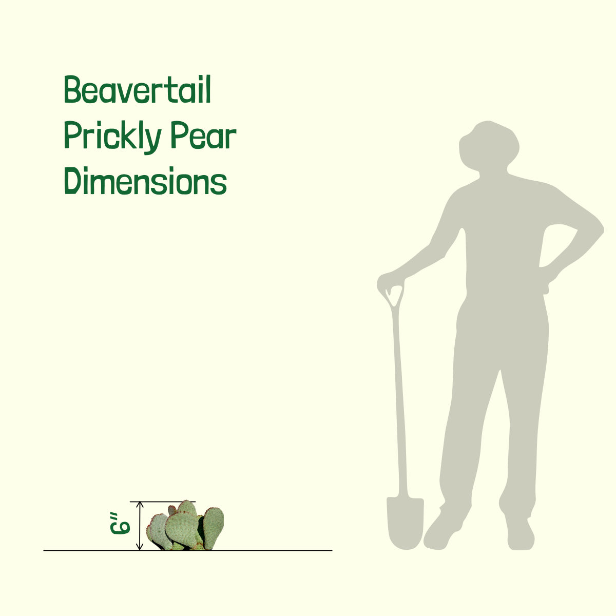 Sizes of our Opuntia Beavertail Prickly Pear Cactus Plants For Sale online