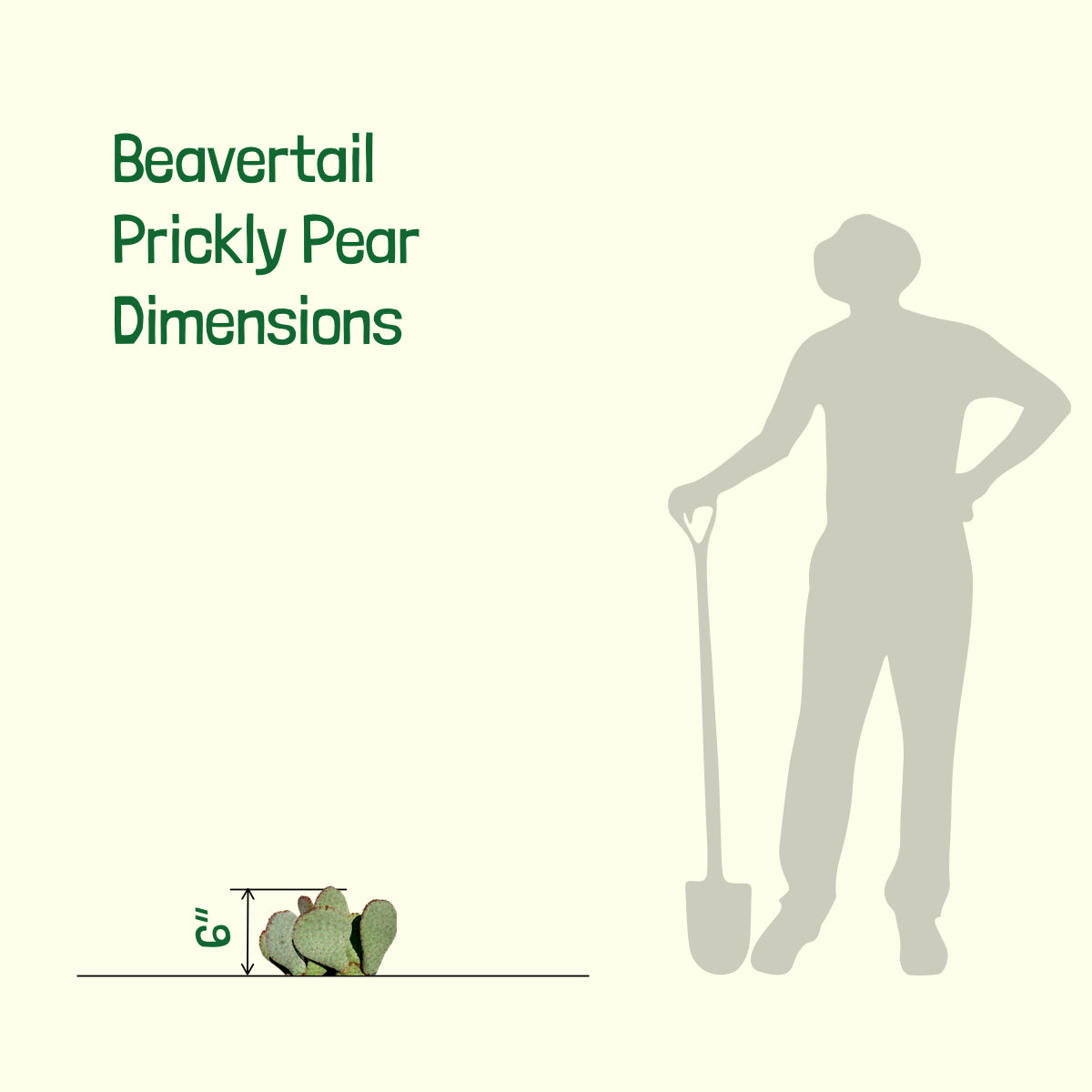 Beavertail Prickly Pear