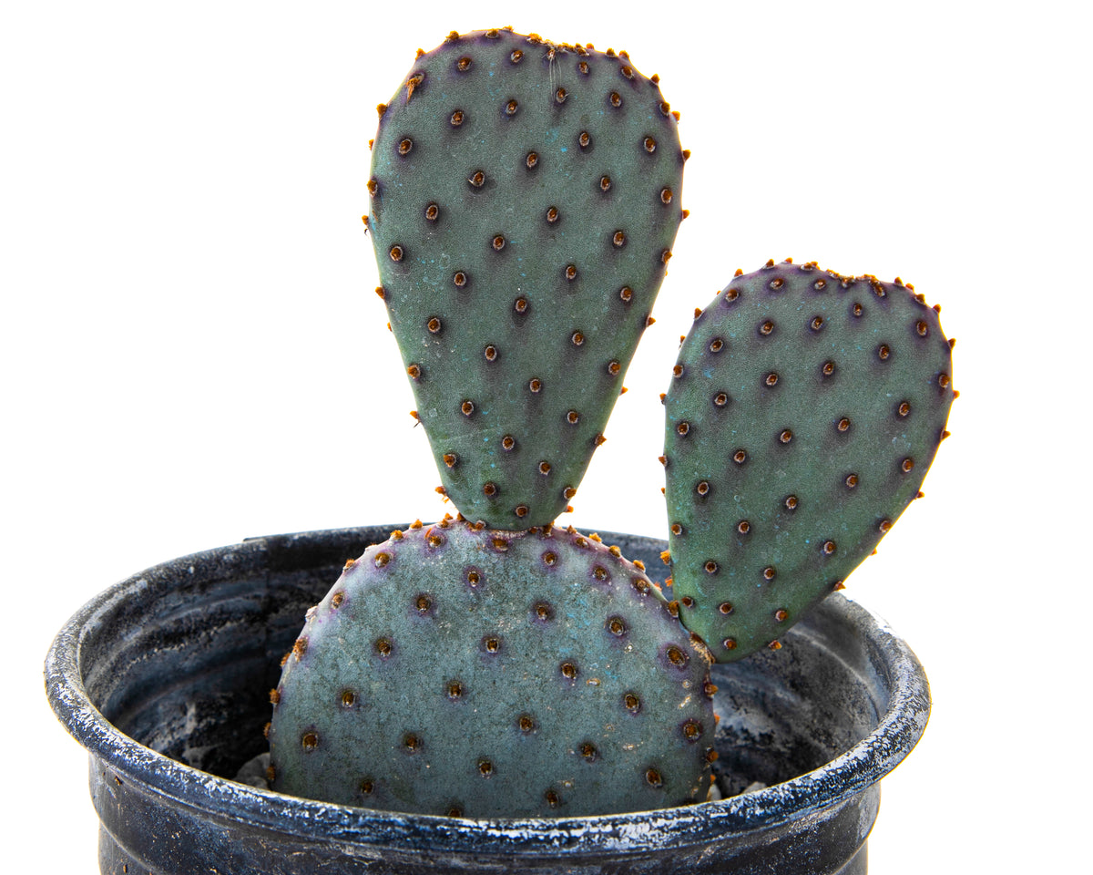 One Gallon Size Opuntia Santa Rita x Beavertail Hybrid Prickly Pear Cactus Plant for Sale Online