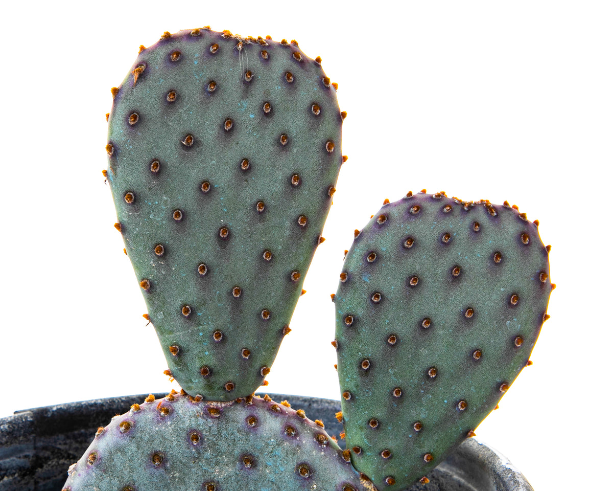 One Gallon Size Opuntia Santa Rita x Beavertail Hybrid Prickly Pear Cactus Plant for Sale Online