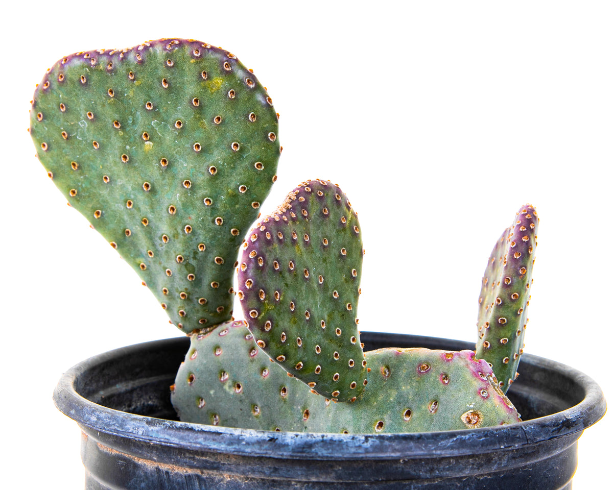 Opuntia Beavertail Prickly Pear Cactus Plant For Sale Online in a One Gallon Cactus Nursery Pot