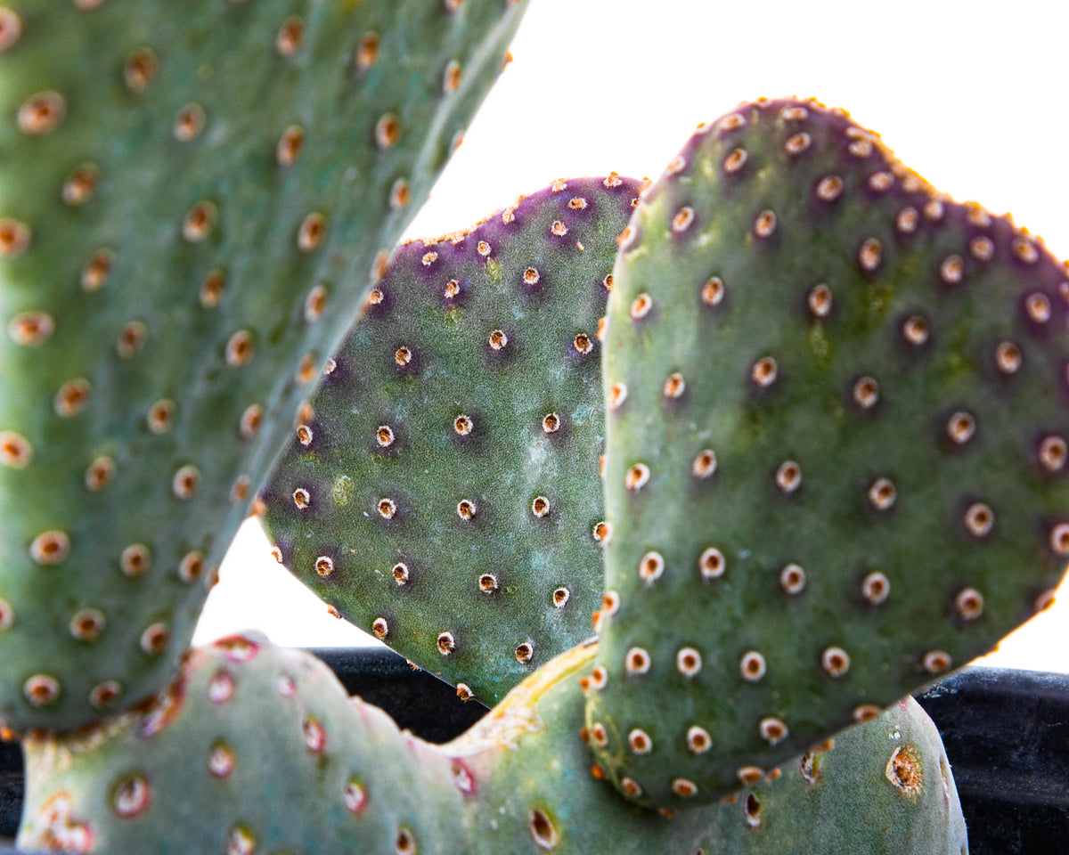 Close Up of the Pads of Opuntia Beavertail Prickly Pear Cactus For Sale Online in a One Gallon Cactus Nursery Pot