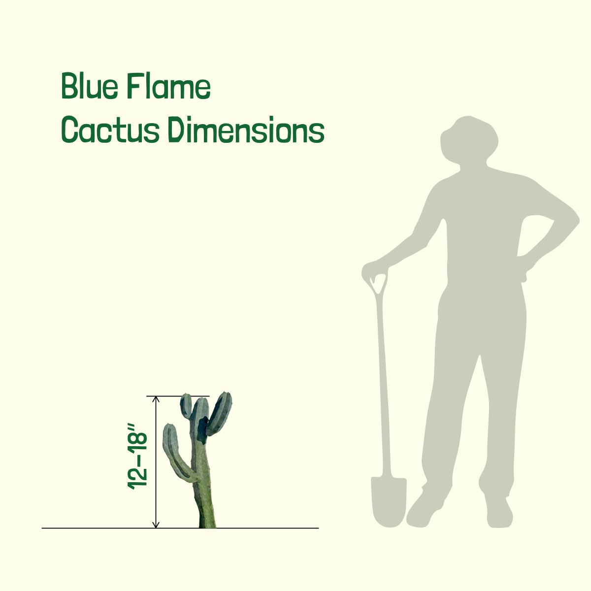 Size of Our Myrtillocactus Geometrizans Blue Candle Blue Flame Cactus For Sale Online