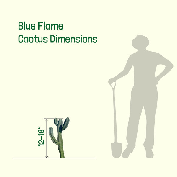 Blue Myrtle-Cactus (Myrtillocactus Geometrizans) - The Cactus Outlet