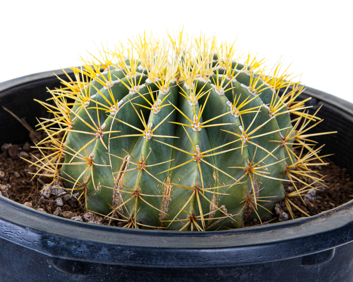 5gal Ferocactus glaucescens Blue Barrel Cactus For Sale Online in a Cactus Nursery Pot