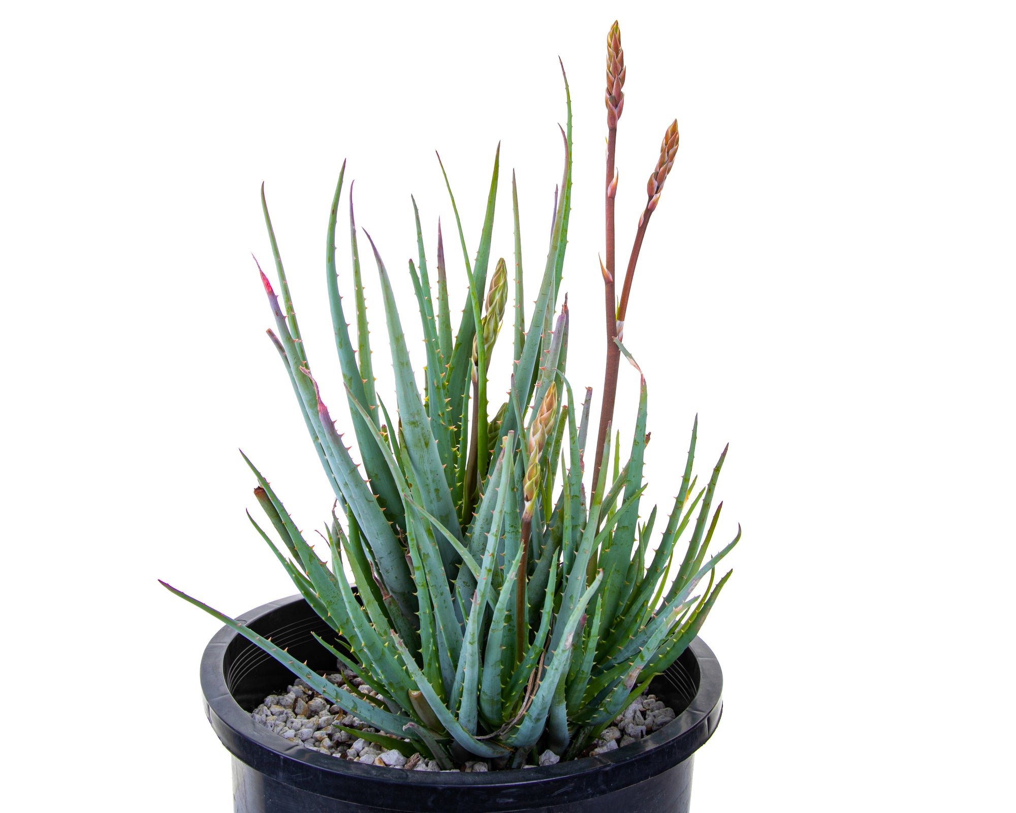 Blooming Large Live Aloe "Blue Elf"  Succulent Plant for Sale in a 5gal Cactus Nursery Pot