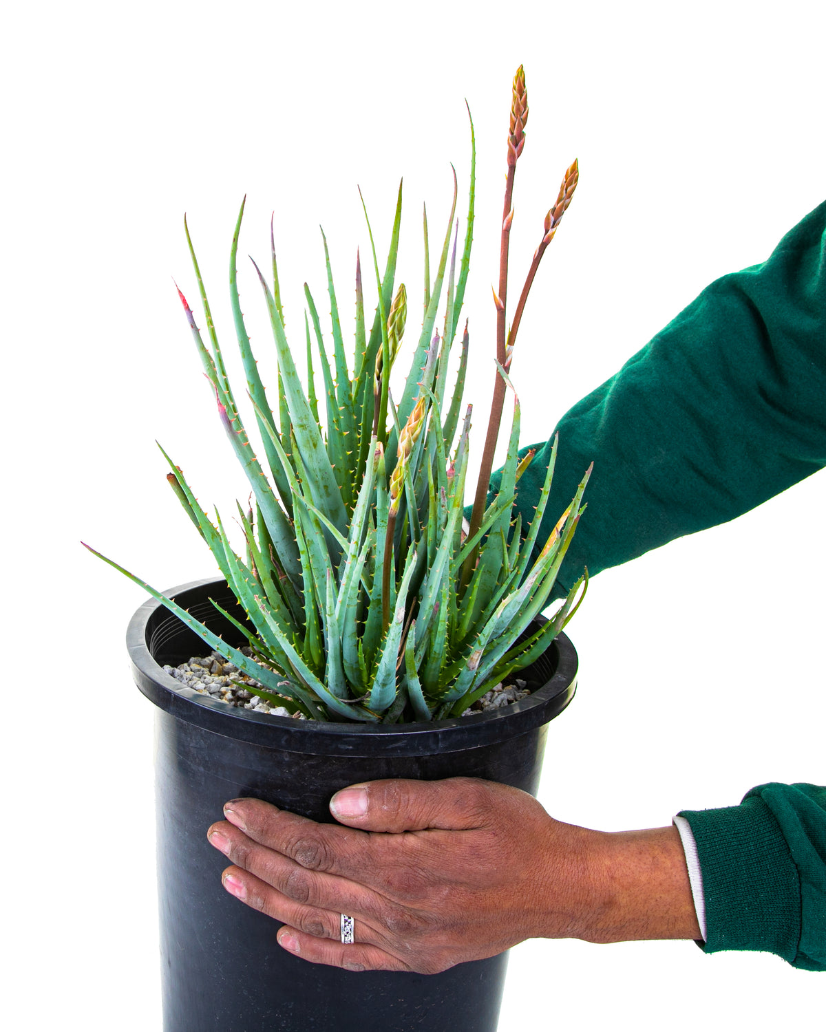 Blooming Large Live Aloe &quot;Blue Elf&quot;  Succulent Plant for Sale in a 5gal Cactus Nursery Pot