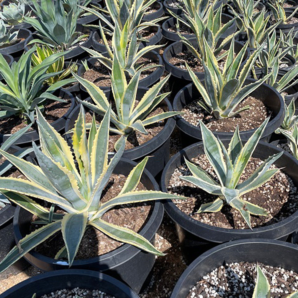 variegated succulents for sale Agave Americana Variegata