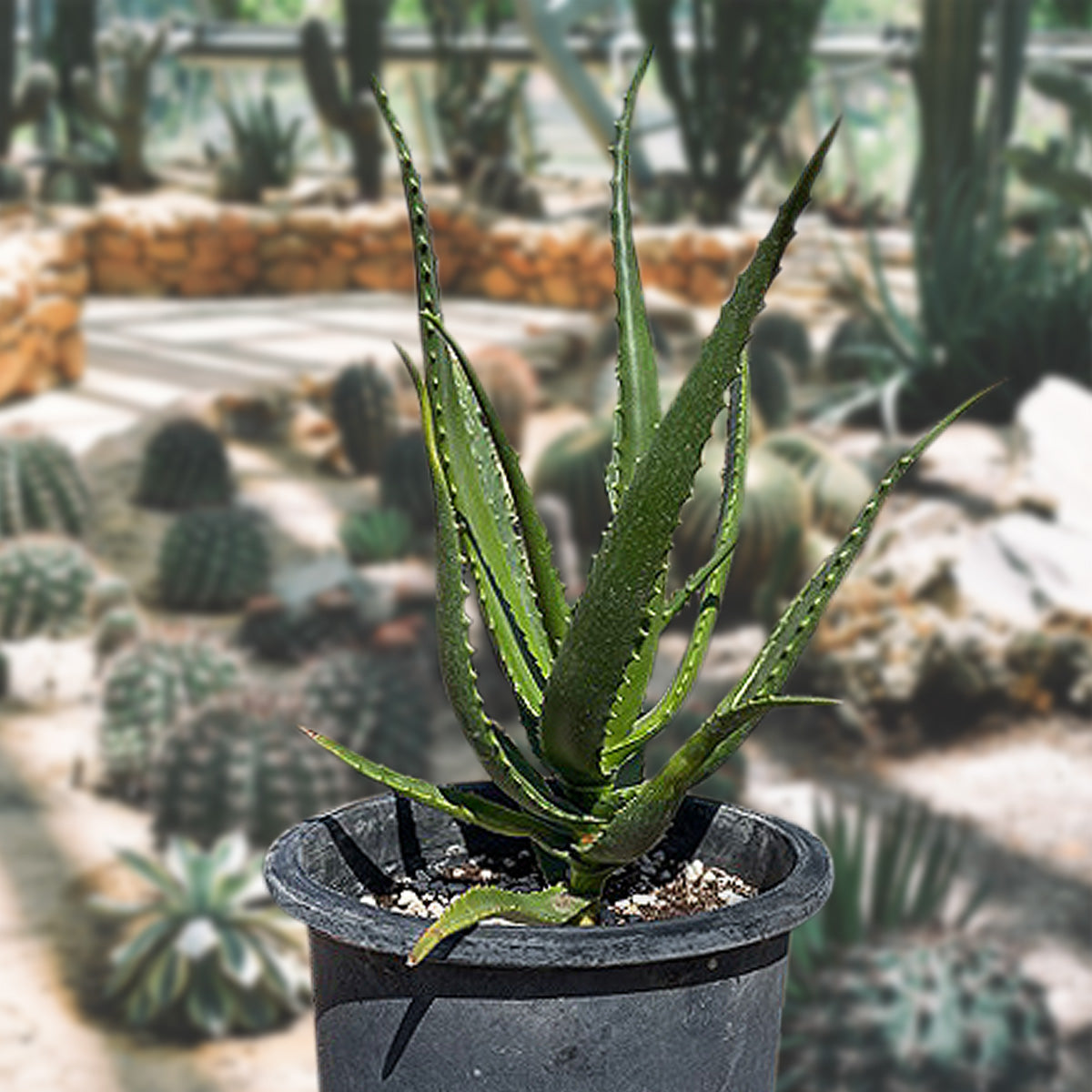 Aloe Cameronii Succulent Plant