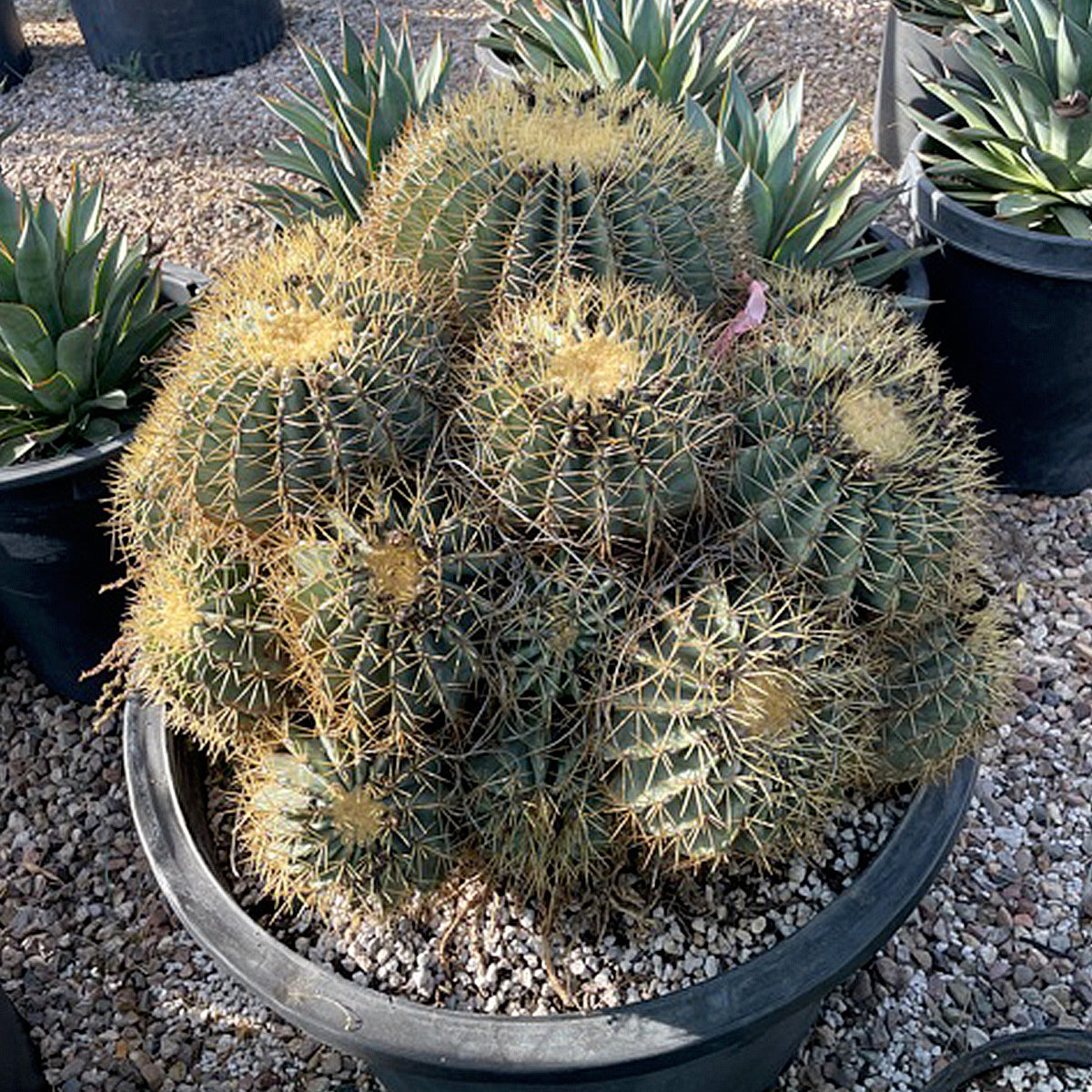 Large Ferocactus glaucescens Blue Barrel Cactus Cluster in a Cactus Nursery Pot