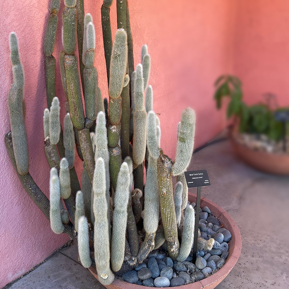 Wooly Torch cactus