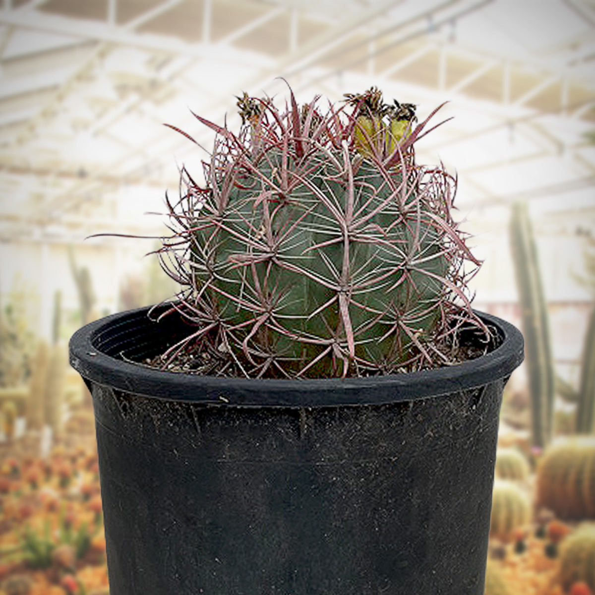 Red Mexican Fire Barrel Cactus For Sale Online in a 5gal Cactus Nursery Pot