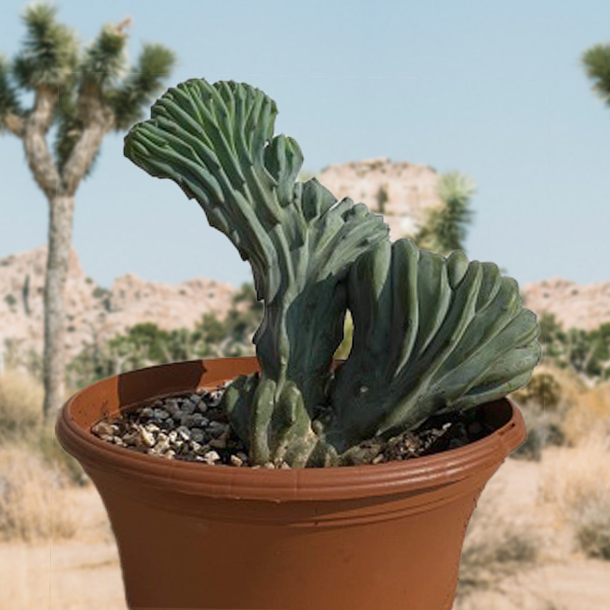Large and Tall Crested Myrtillocactus Geometrizans Blue Flame Cactus Plant For Sale Online