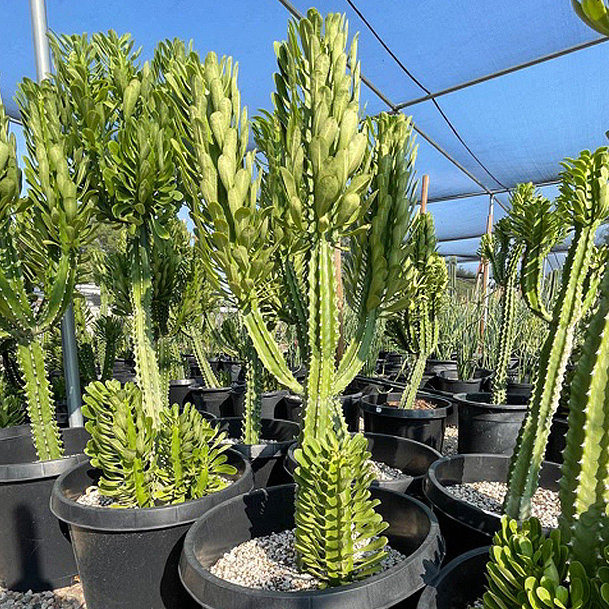 Very Large Euphorbia Royaleana Cactus Plant for Sale Online in a 15gal Cactus Nursery container