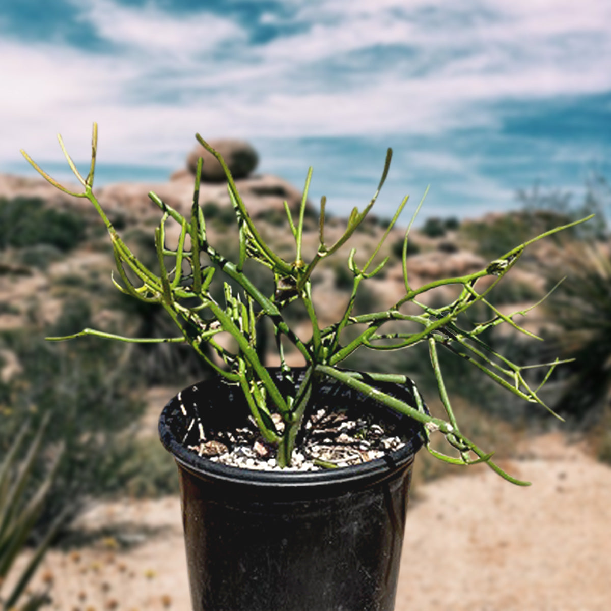 Euphorbia tirucalli