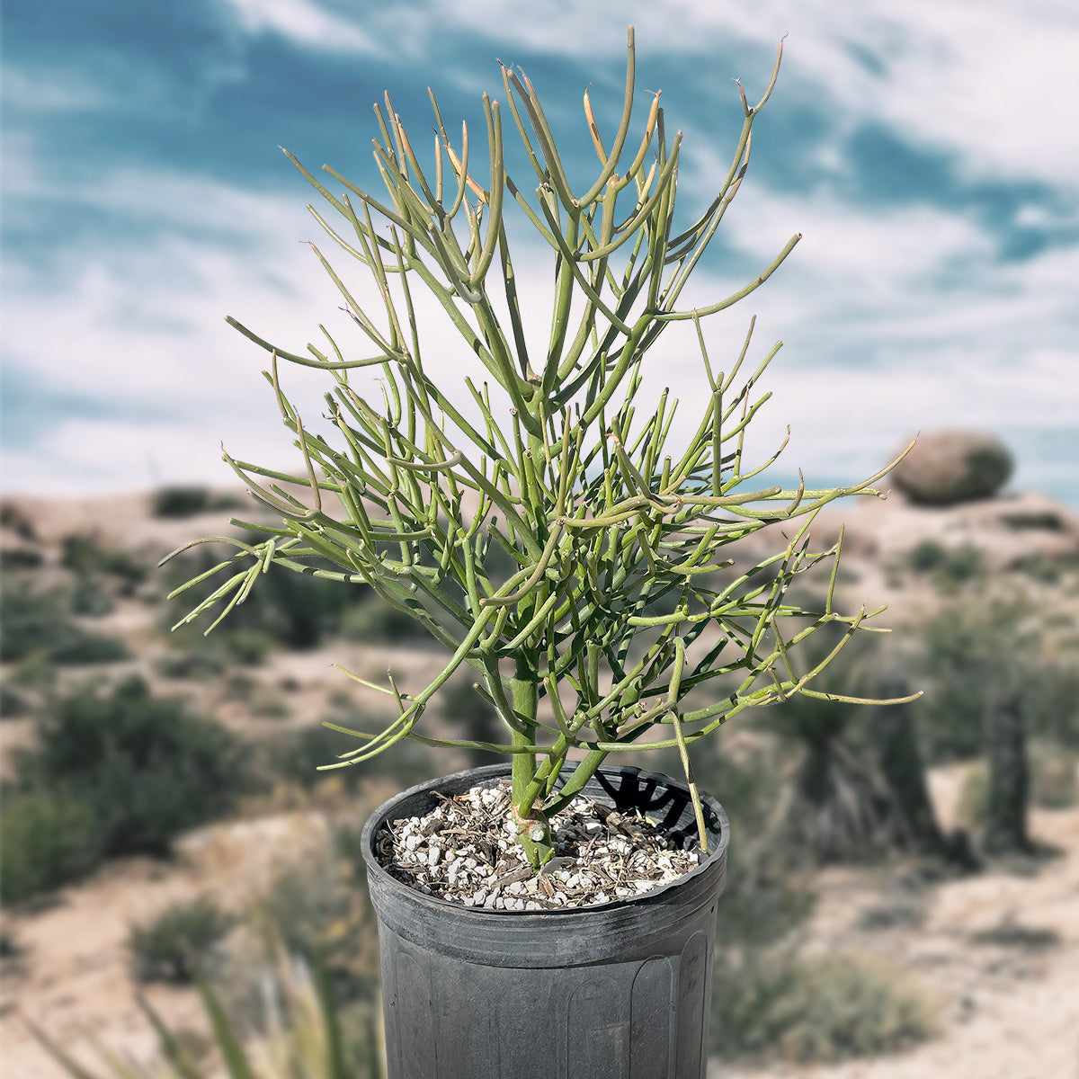 Pencil Cactus