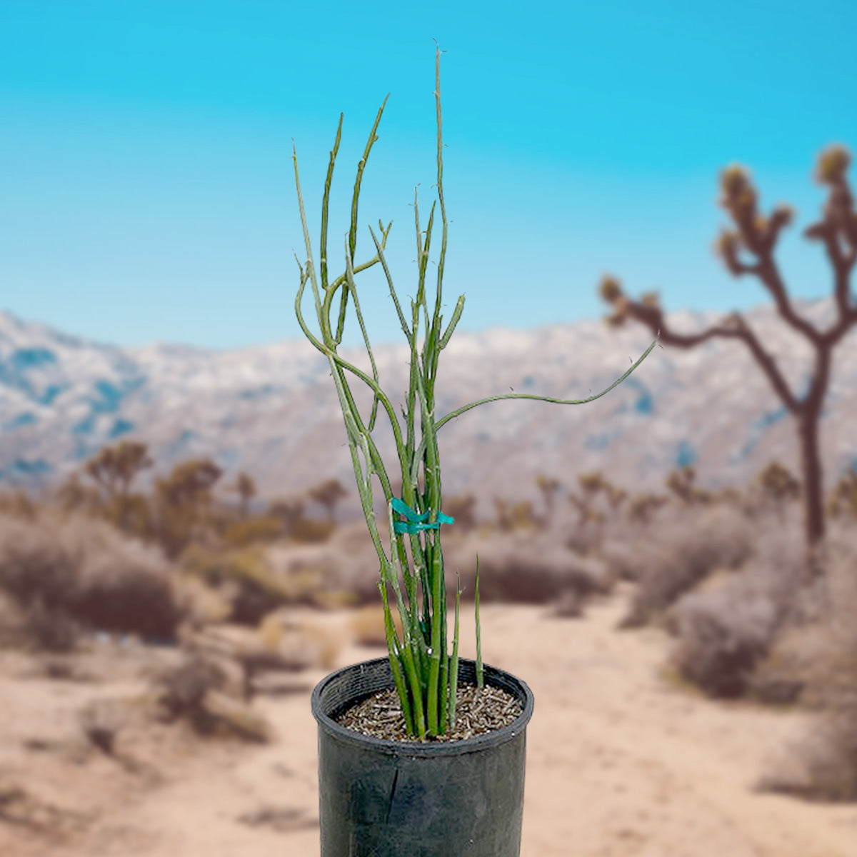 Euphorbia lomelii