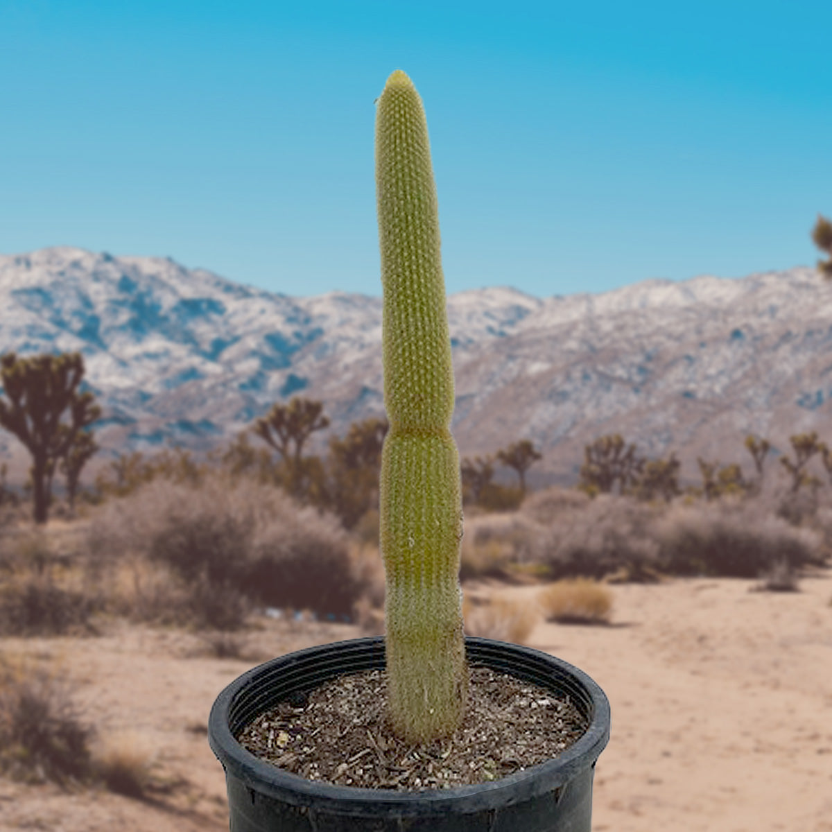 Tall and Large Golden Torch Cactus Plant For Sale Online in a 5gal Cactus Nursery Pot