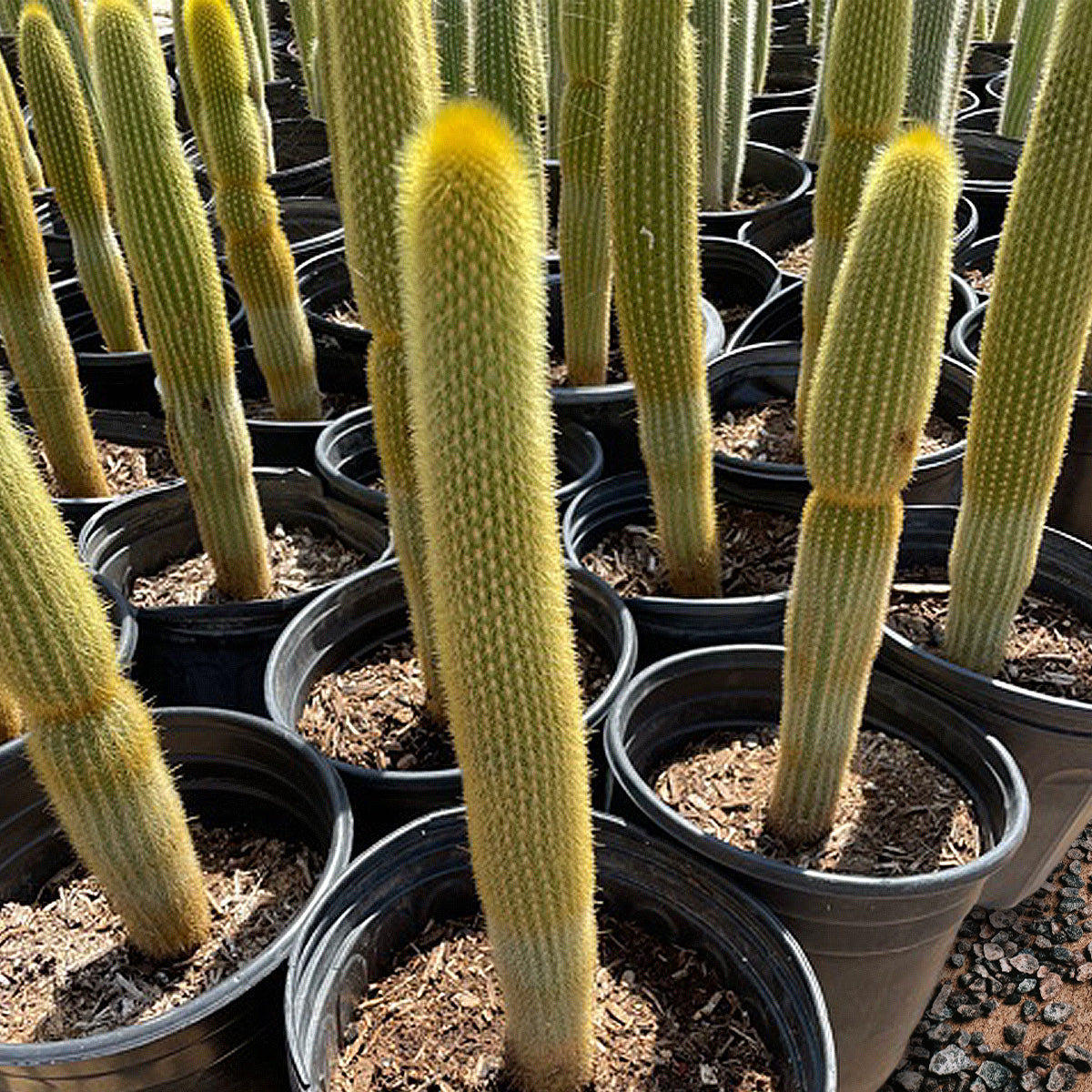 Group of Large Golden Torch Cactus Plants For Sale Online at Our Cactus Nursery.