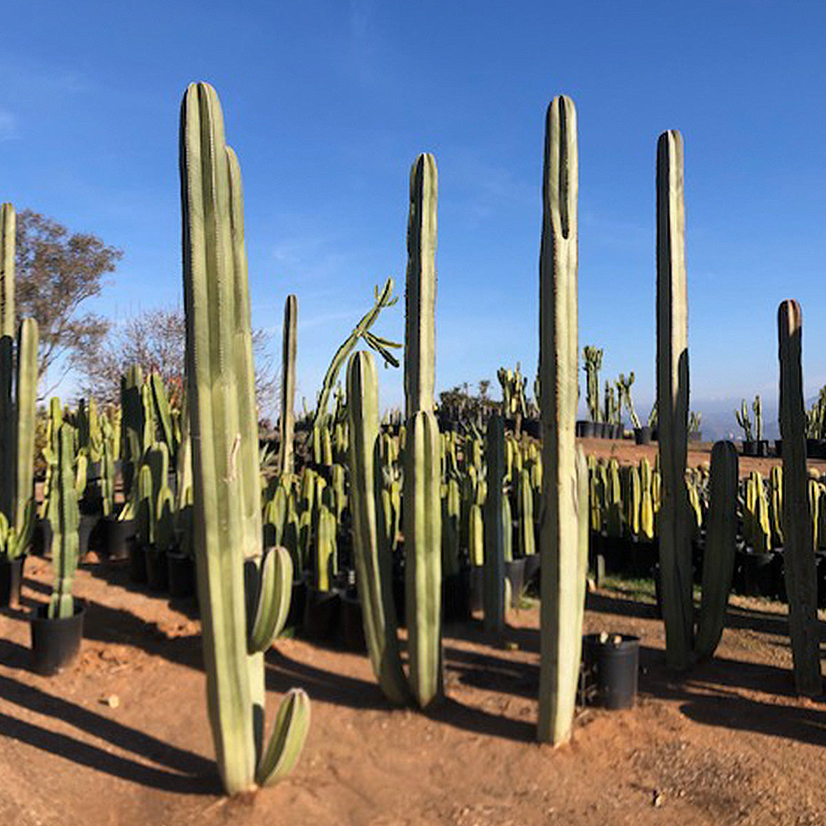 Mexican Fence Post Cactus