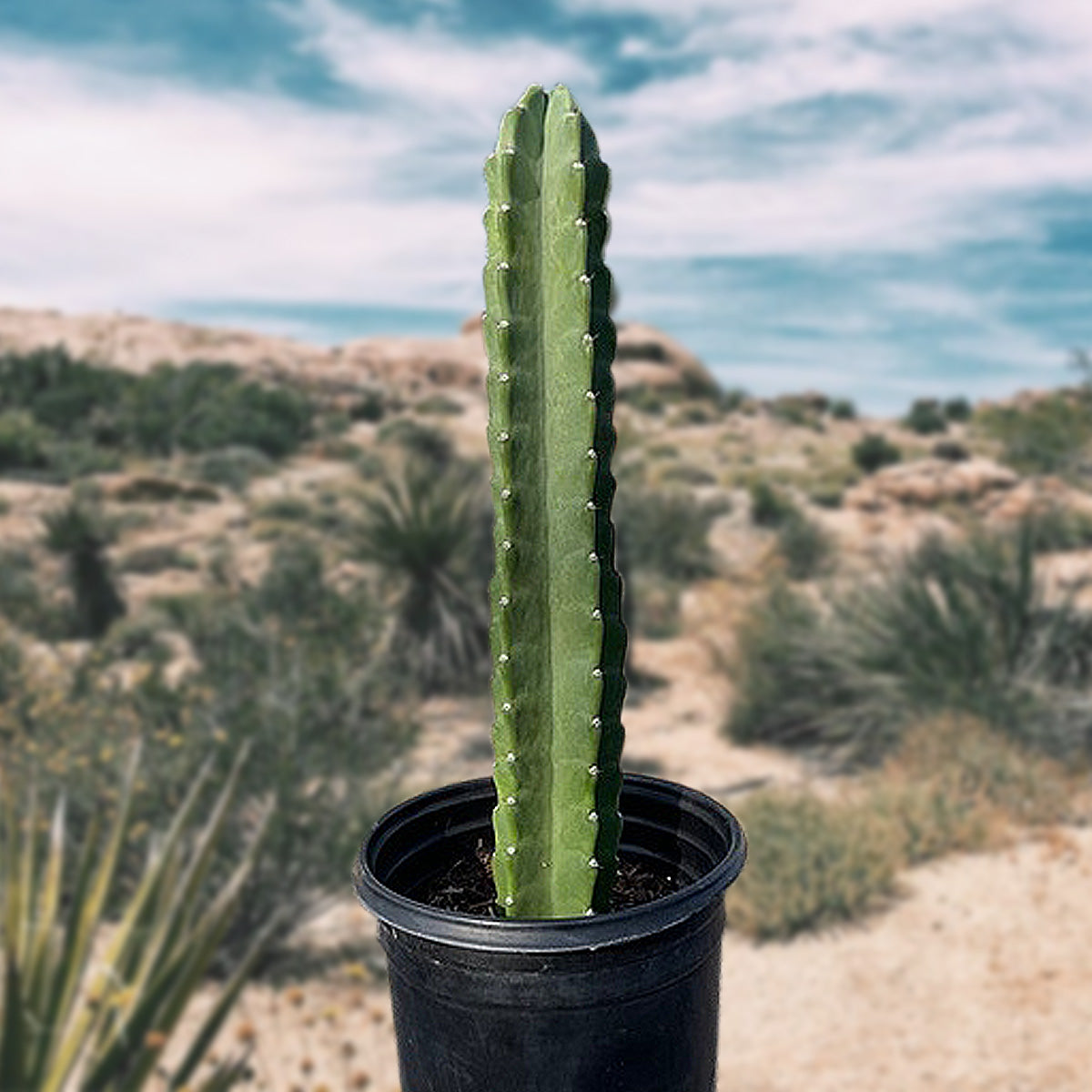 Peruvian Apple Cactus Cereus Peruvianus Cactus Plant For Sale Online in a Five Gallon Nursery Container