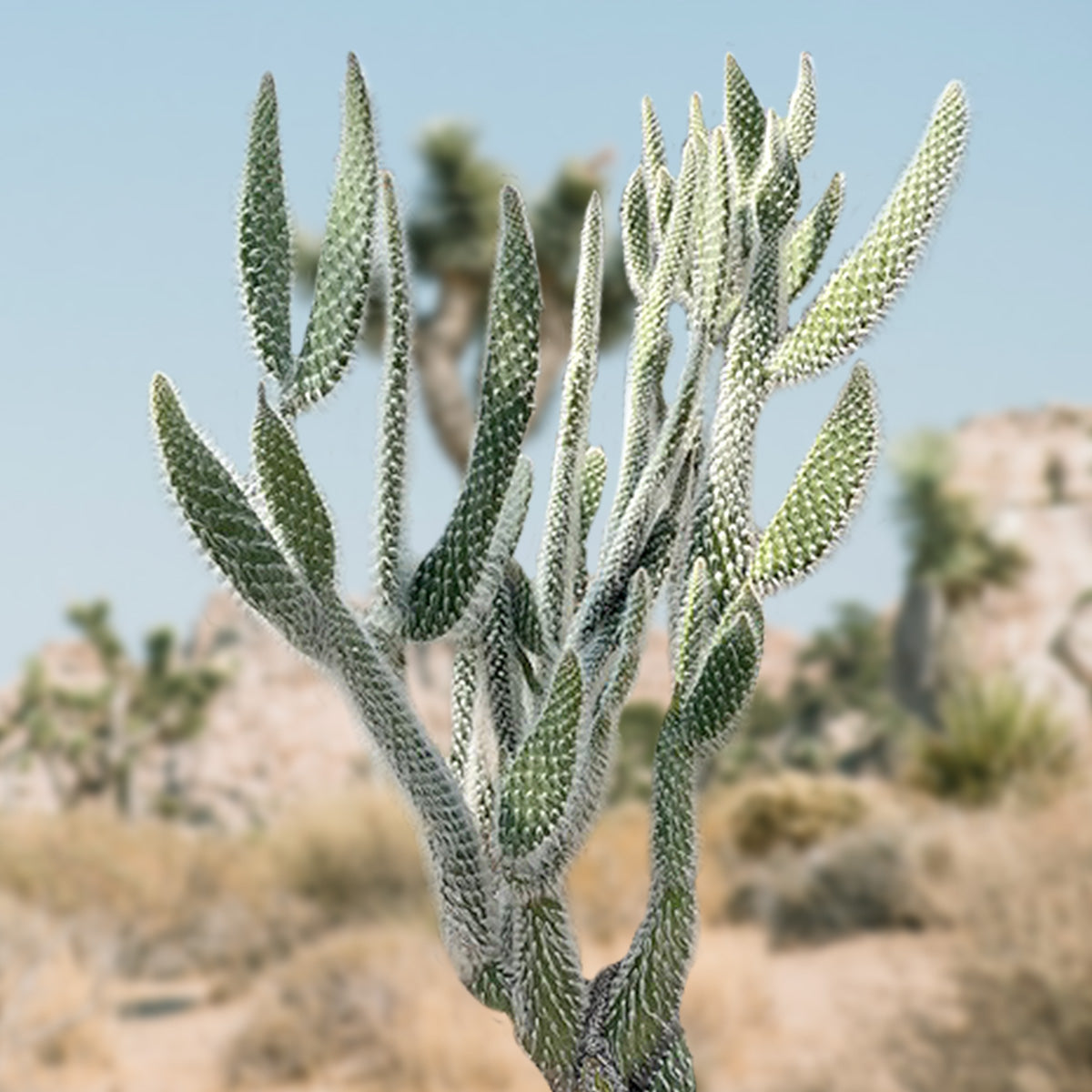 Large Mature Opuntia &quot;Snow White&quot; Prickly Pear 