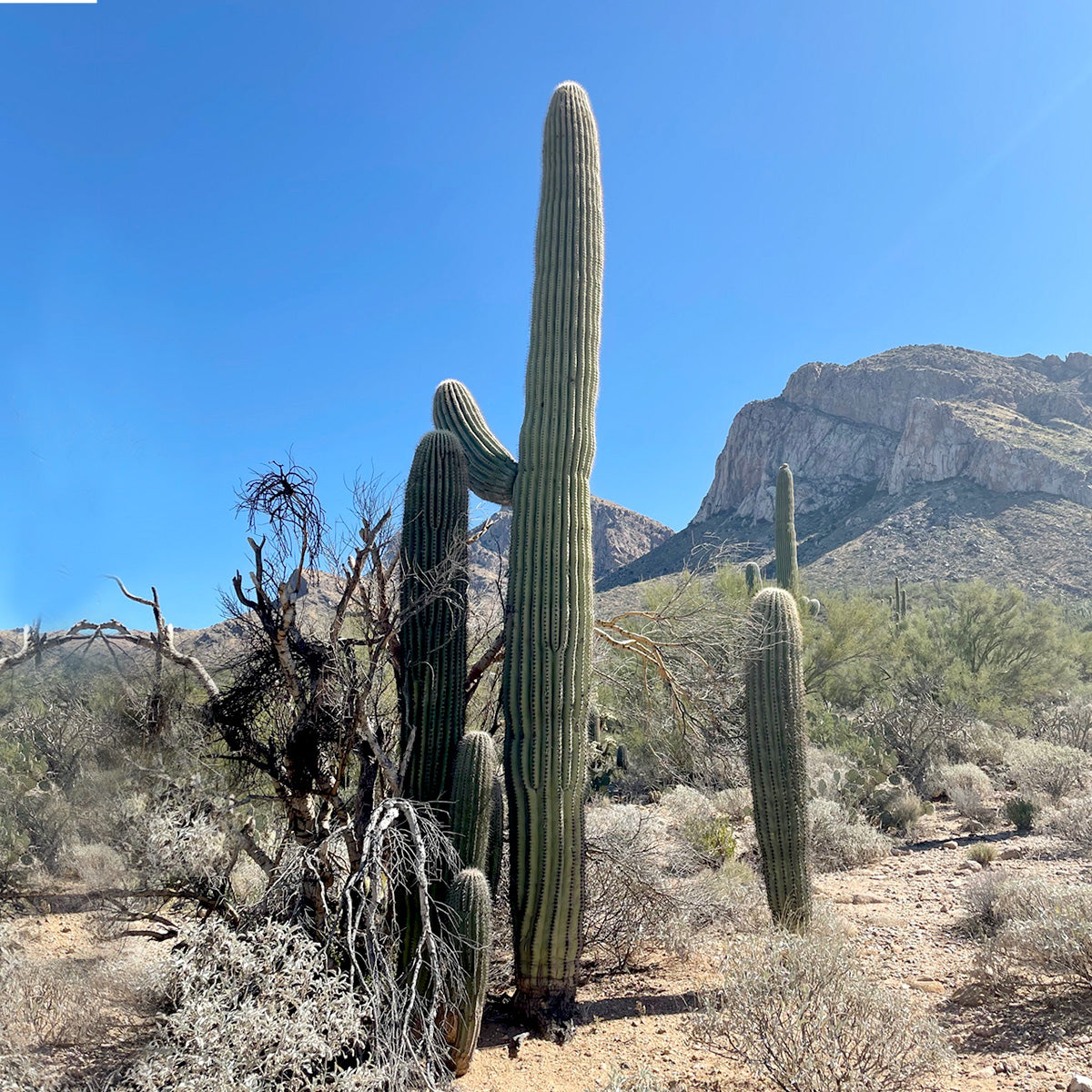 Carnegiea Gigantea Saguaro Cactus Plant in the Sonoran Desert