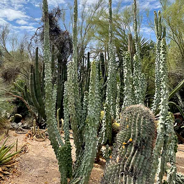 Large Live Tall and Mature Totem Pole Lophocereus Schotti Monstrosus Cactus Plant in a Xeriscape Landscape 