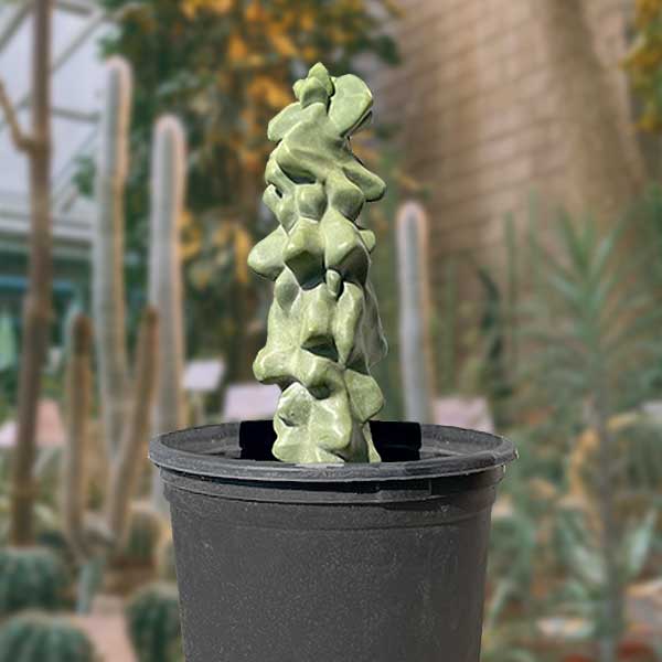Tall Large and Mature Totem Pole Cactus Lophocereus Schotti Monstrosus Cactus Plant for Sale Online in a Cactus Nursery Pot