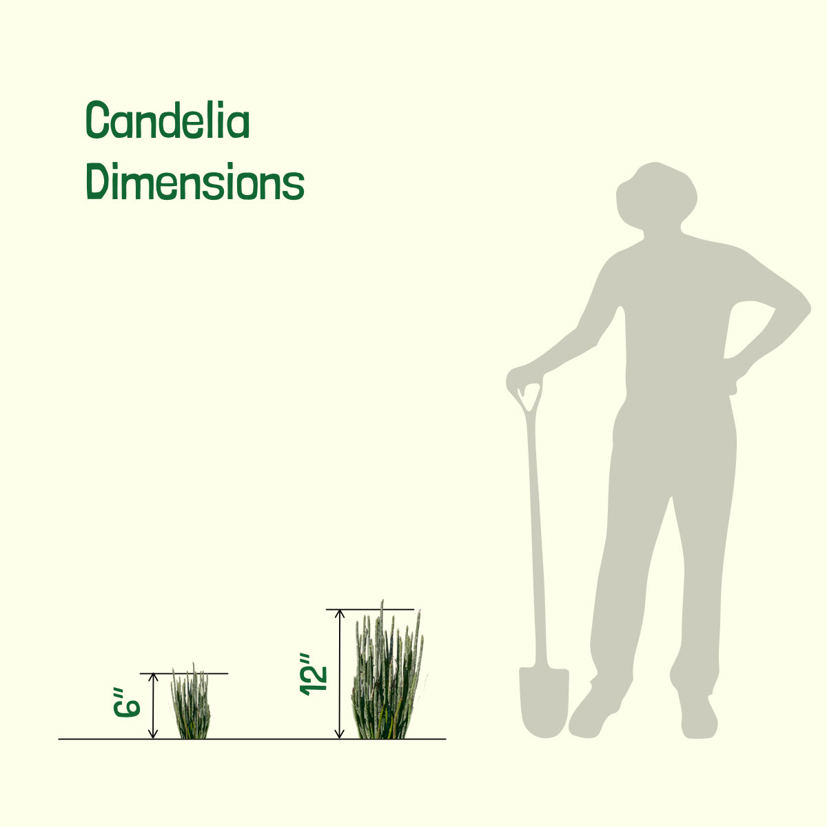 Sizes of Our Candelilla Euphorbia Anit-syphallitica Succulent Plants For Sale Online in a 5gal Cactus Nursery Pot