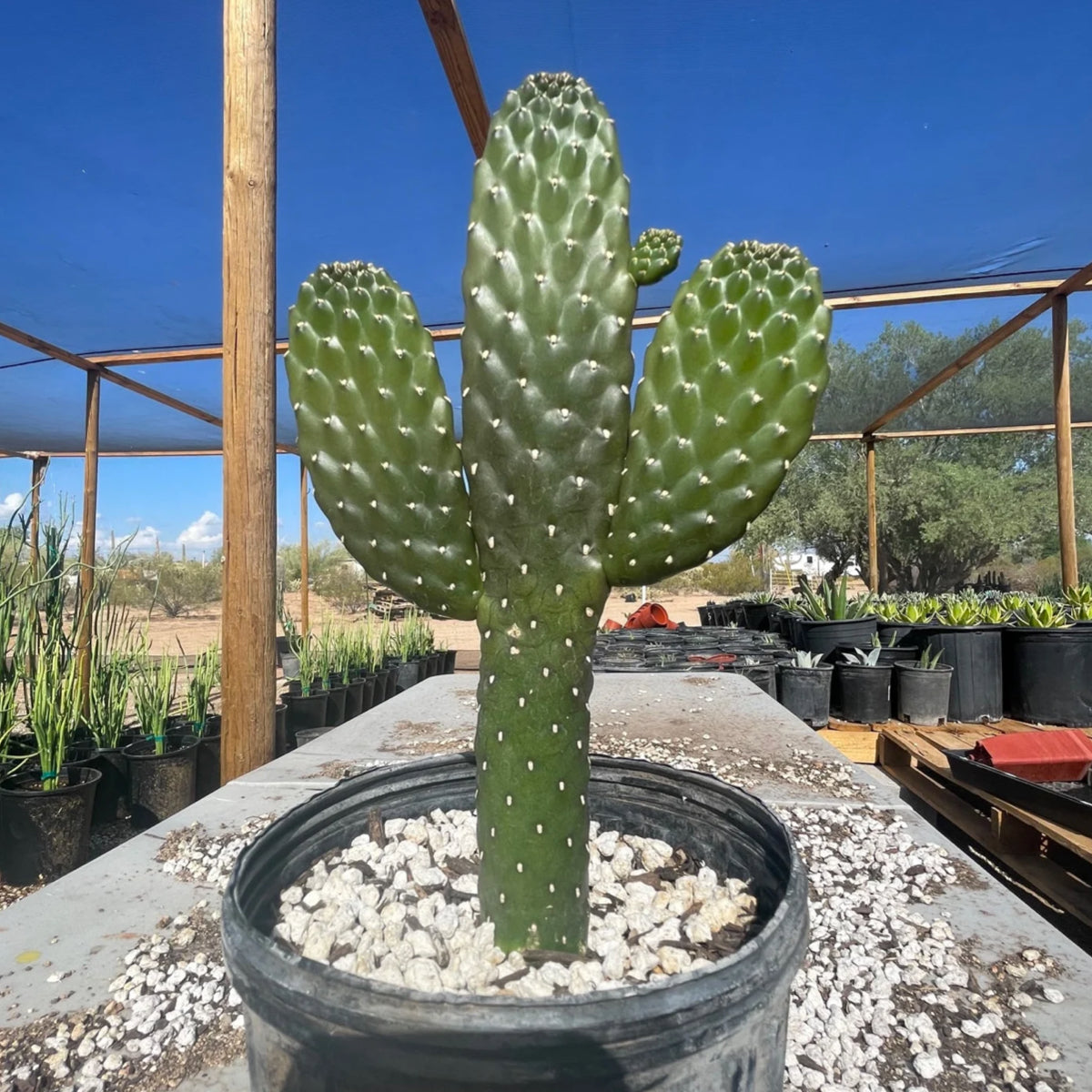 Tall Cowboy Prickly Pear Cactus Plant For Sale Online in a One Gallon Cactus Nursery Container