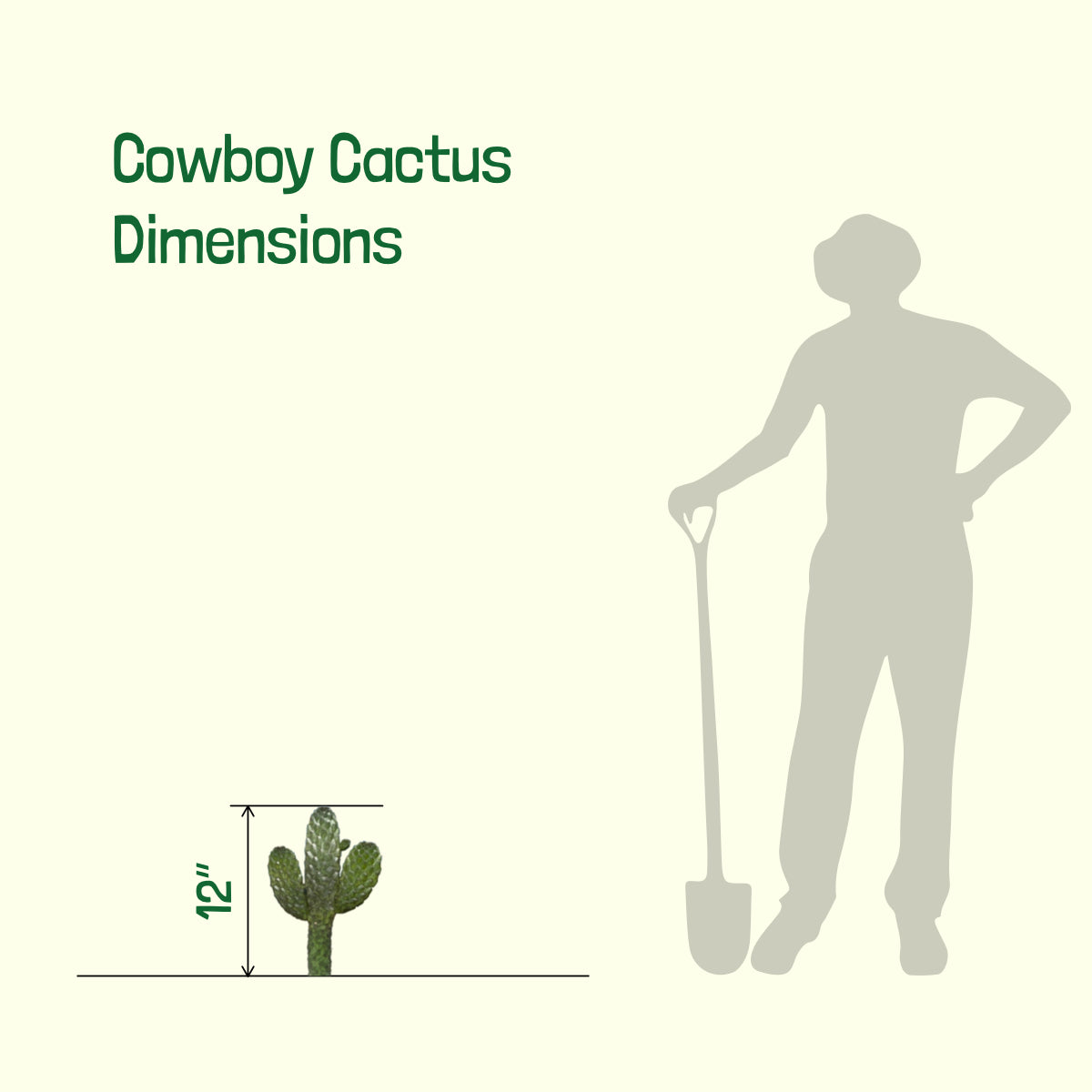 Dimensions of our Tall Cowboy Prickly Pear Cactus For Sale Online